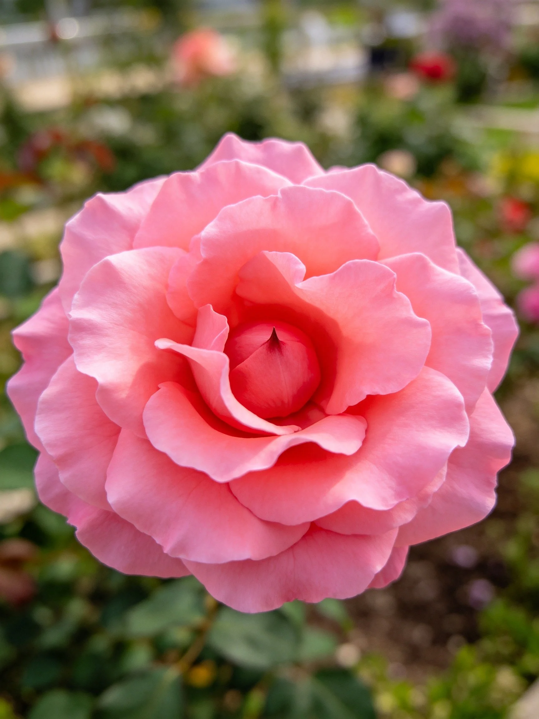 A vibrant pink rose with layered petals in a softly blurred garden
