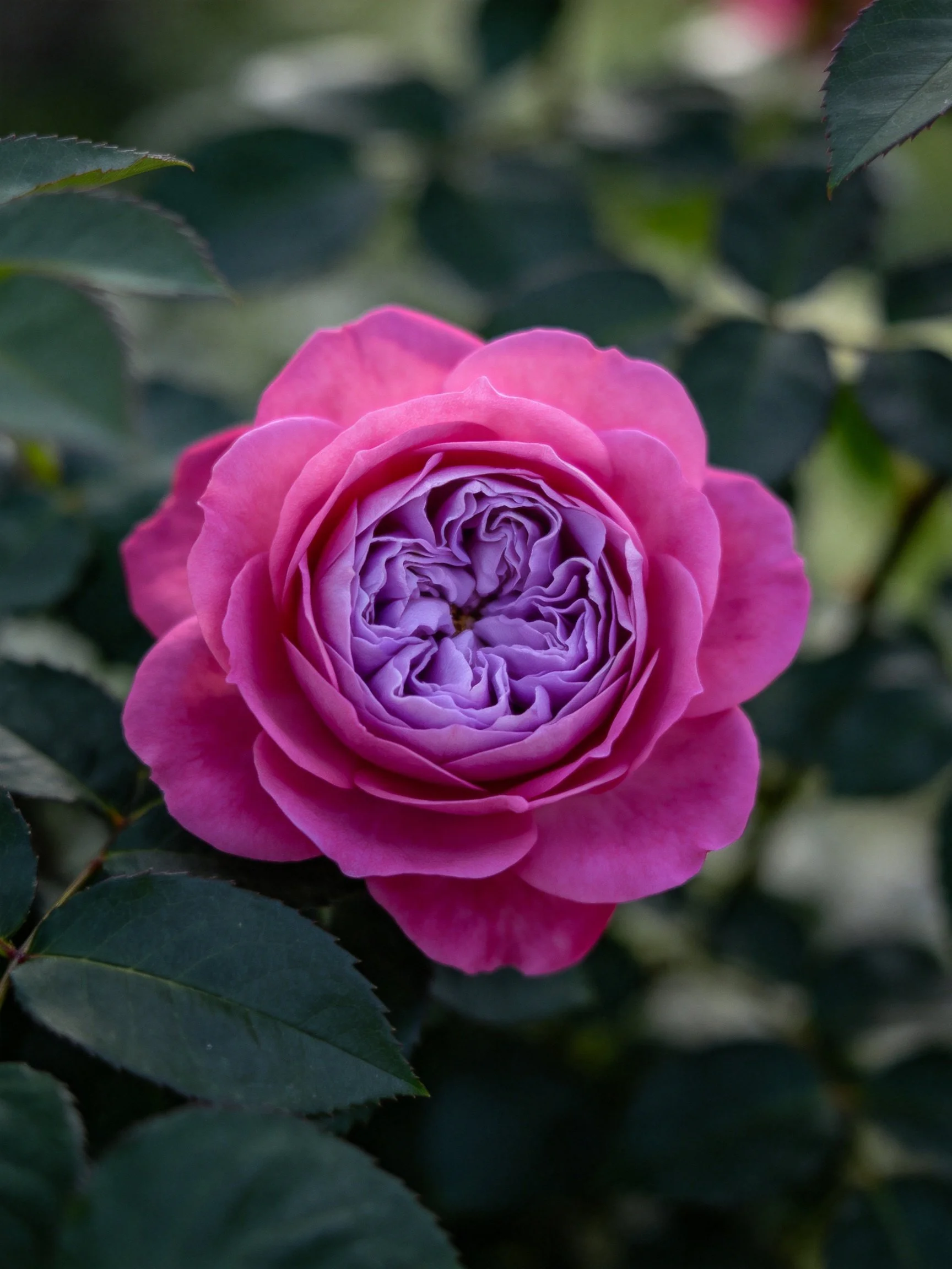 A vibrant pink rose with purple center among dark green leaves