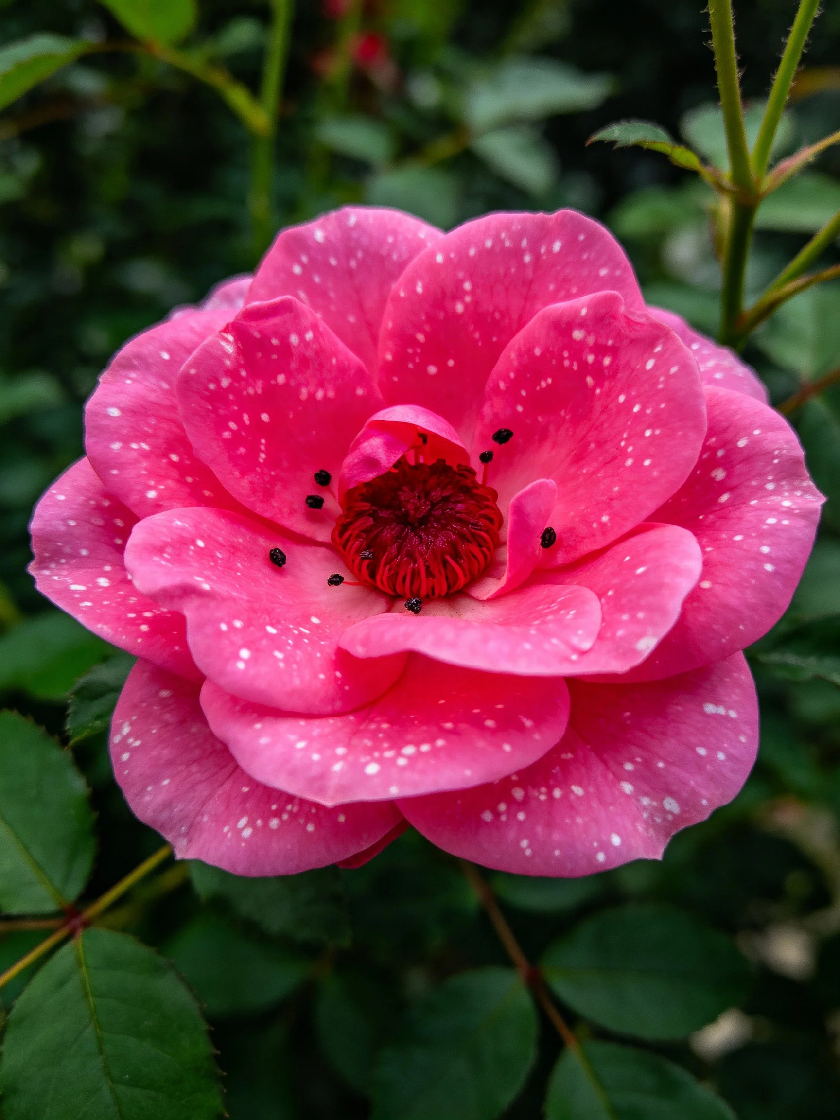 A vibrant pink rose with white speckles and dark center