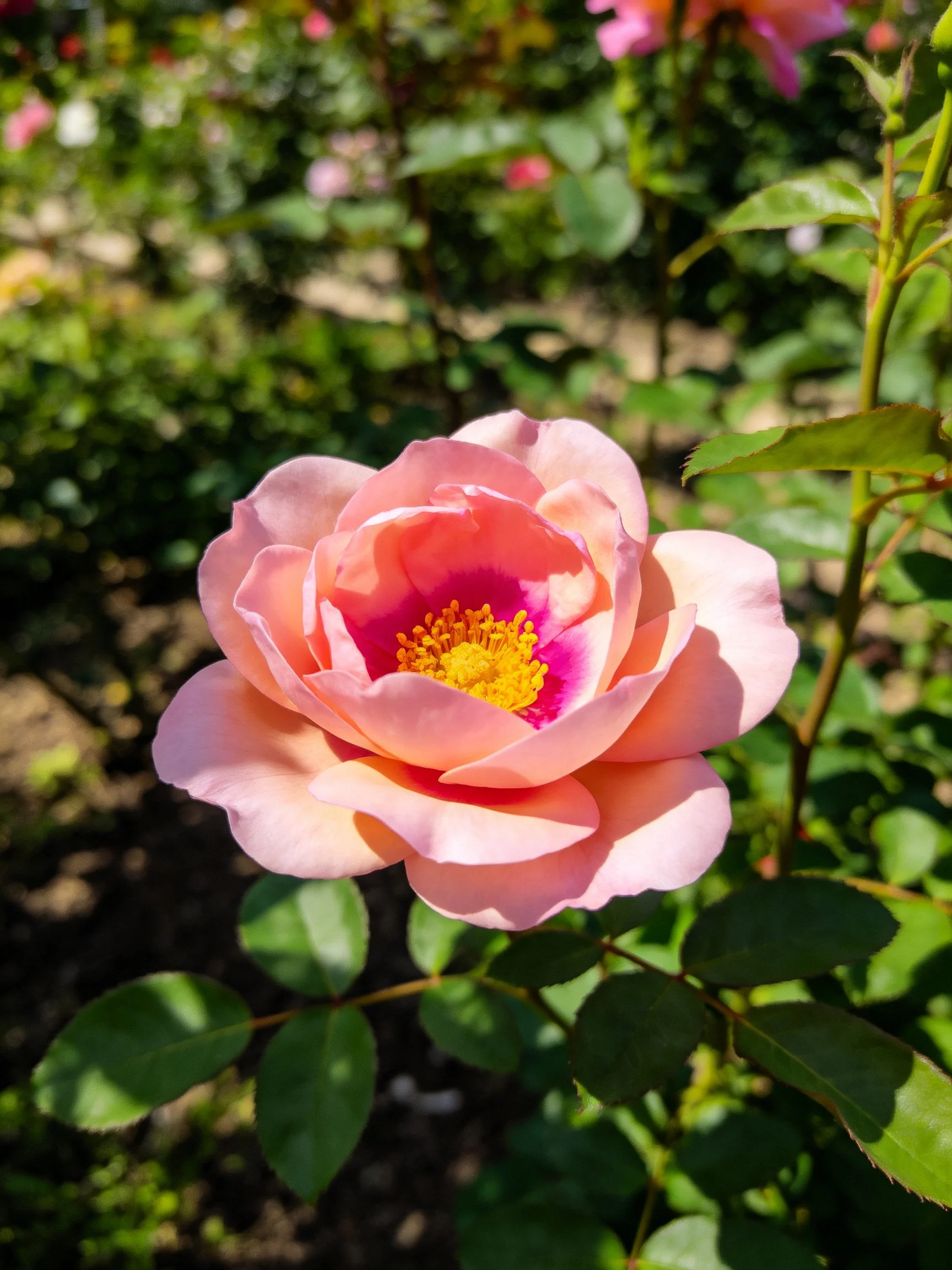 A vibrant pink rose with yellow center amid lush green foliage