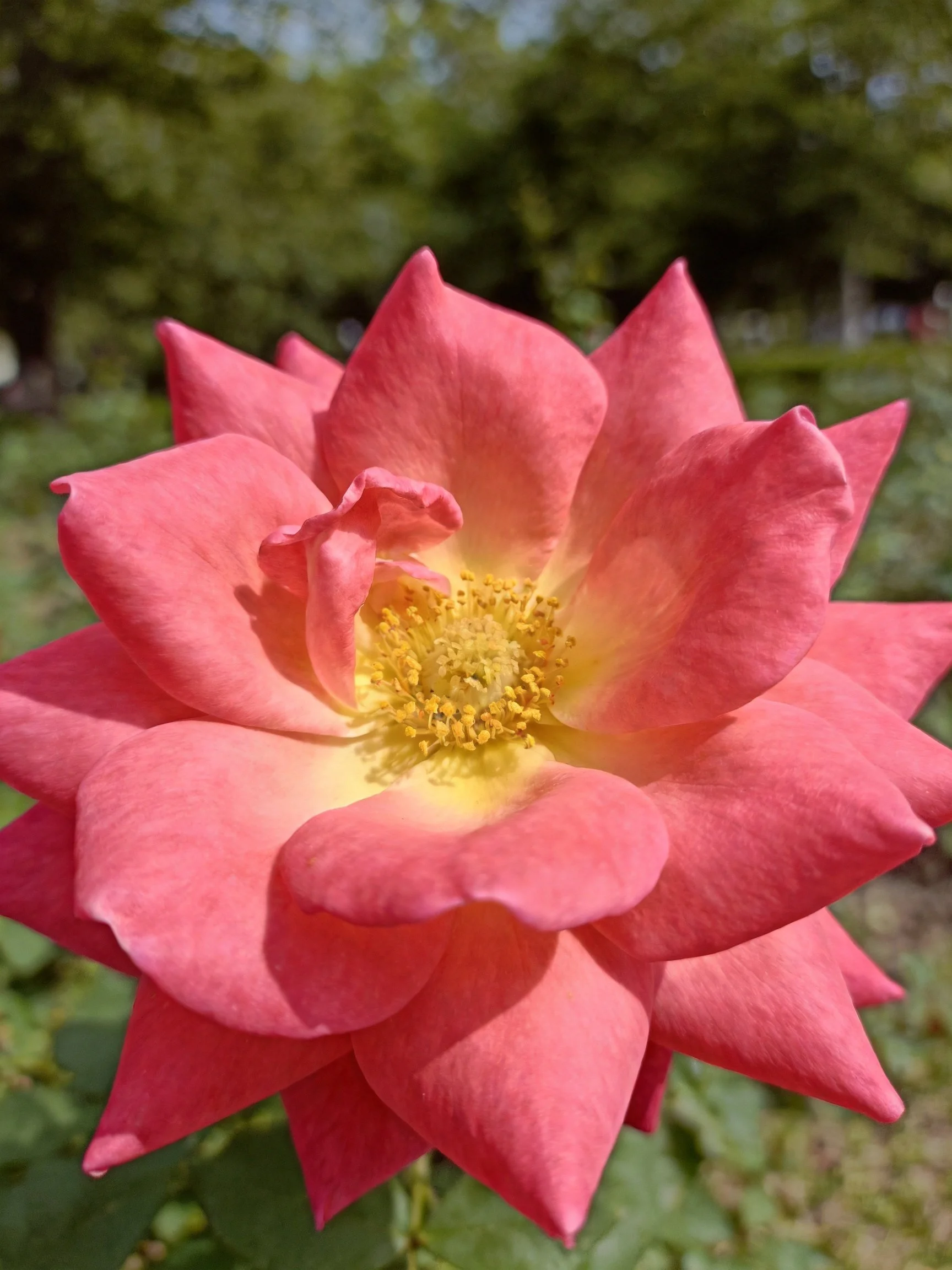 A vibrant pink rose with yellow center in a garden