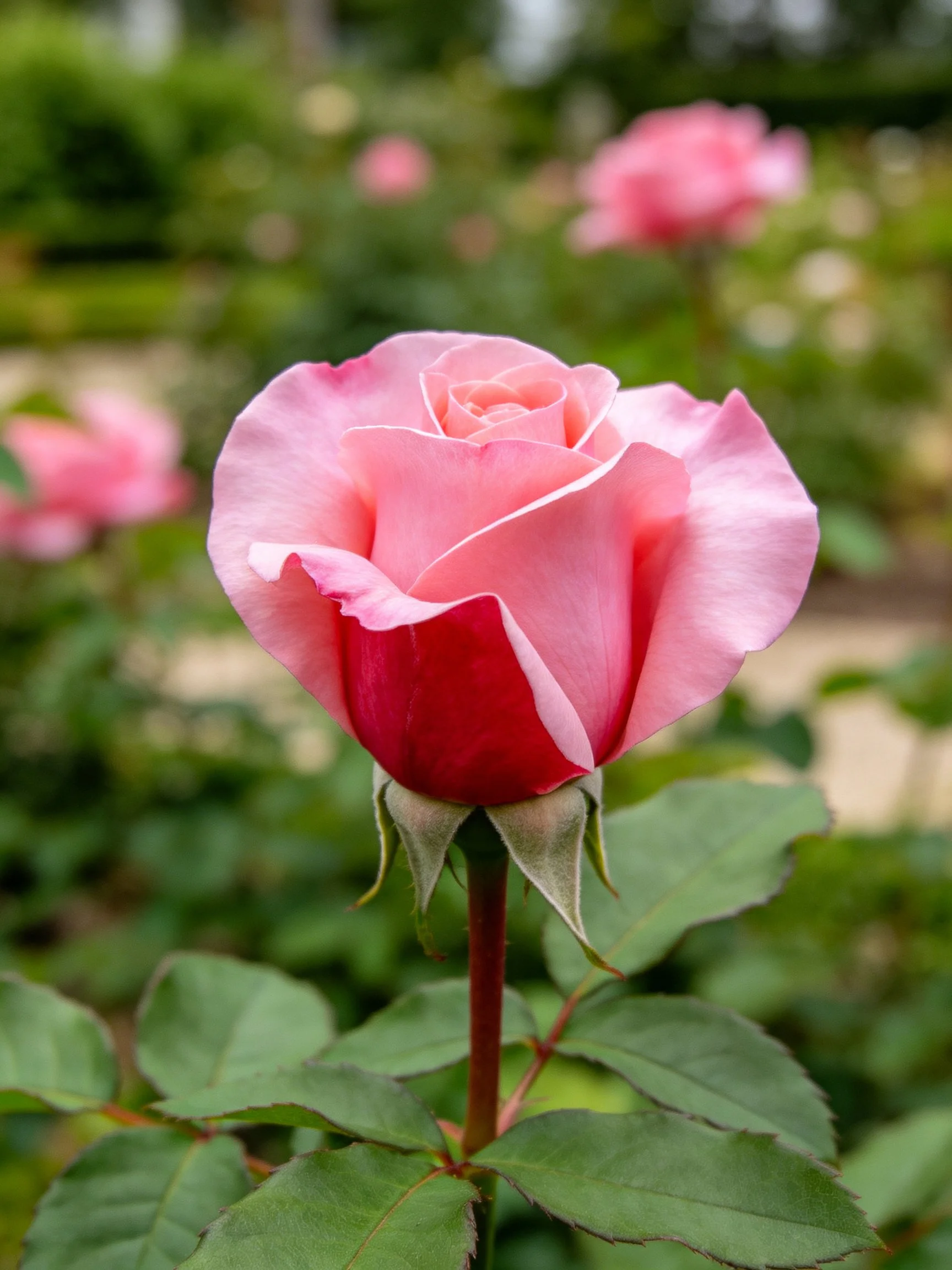 A vibrant pink rosebud with green foliage in a garden