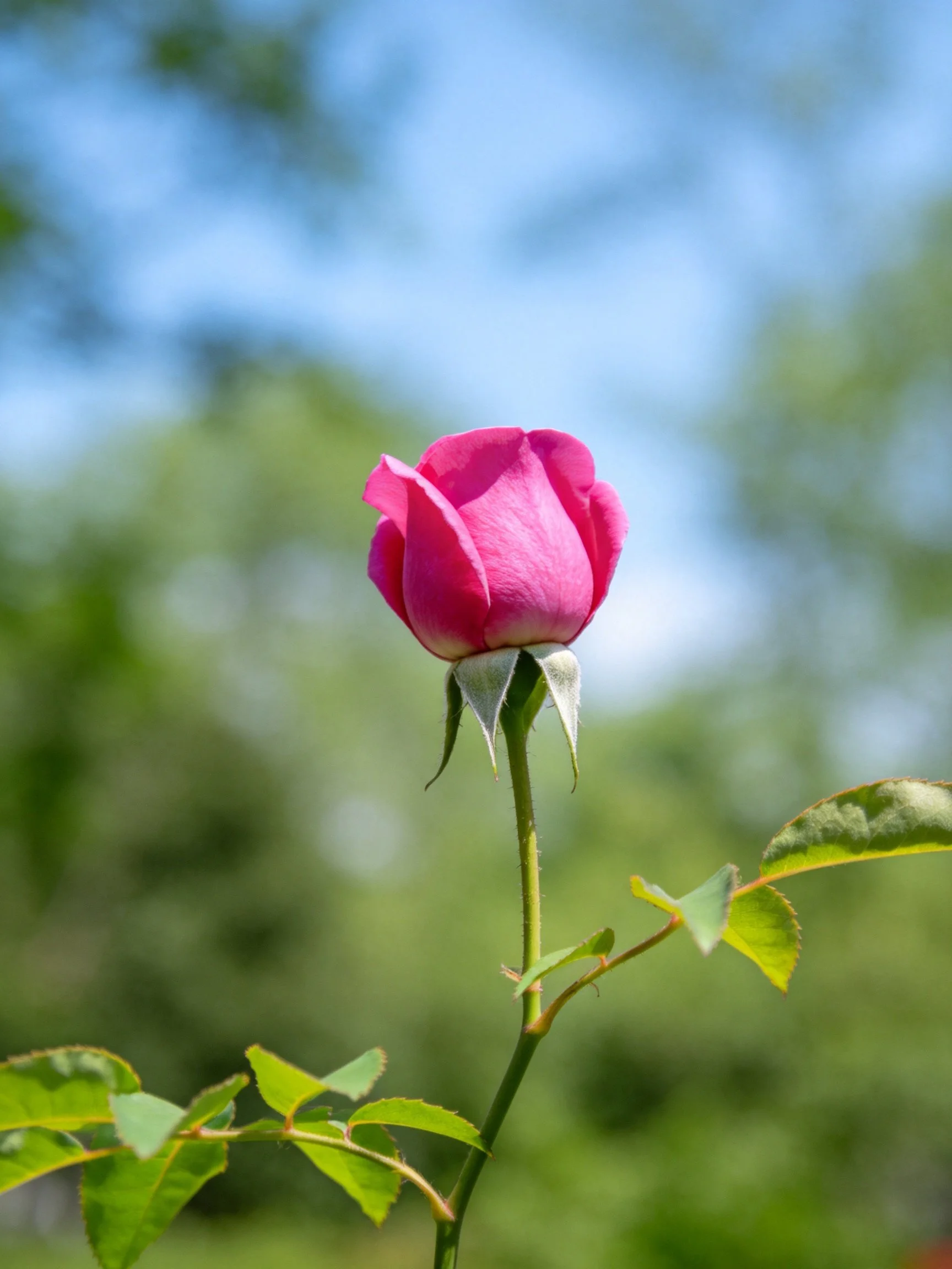 A vibrant pink rosebud with green leaves against a softly blurred natural backdrop