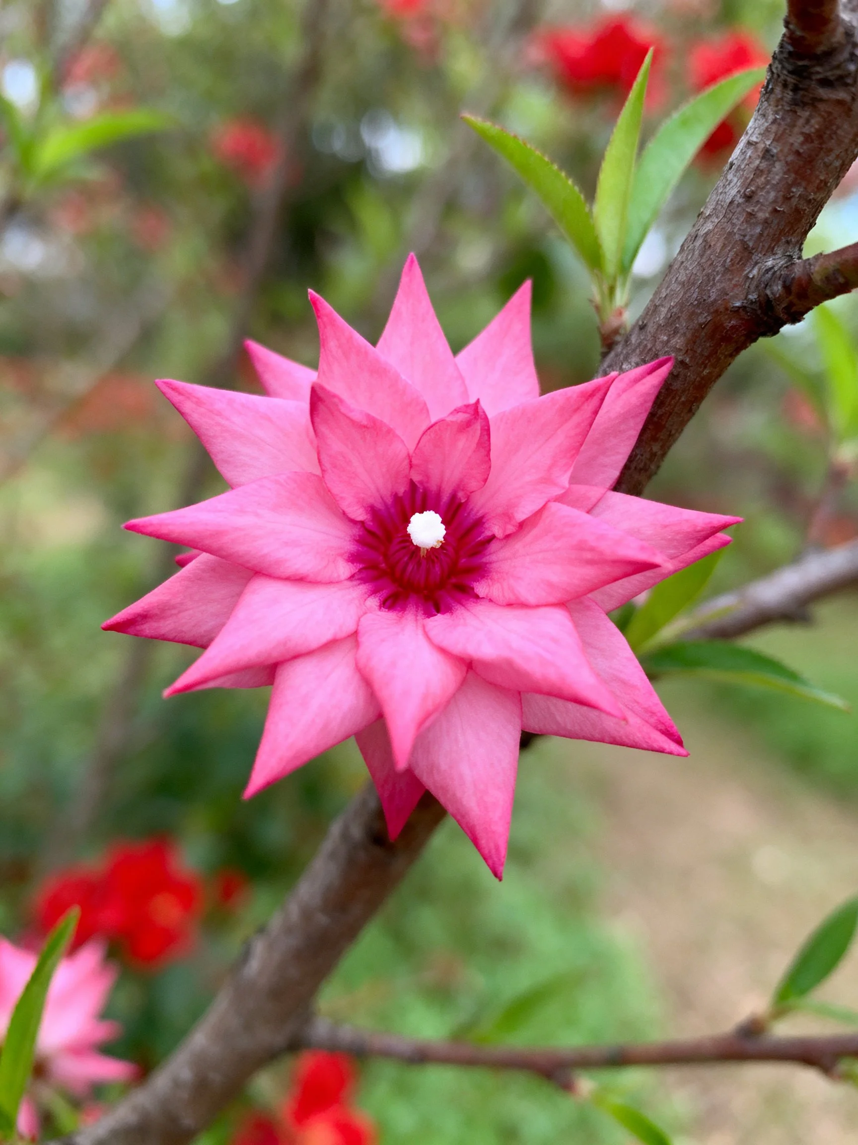 A vibrant pink star - shaped flower blooms on a tree branch