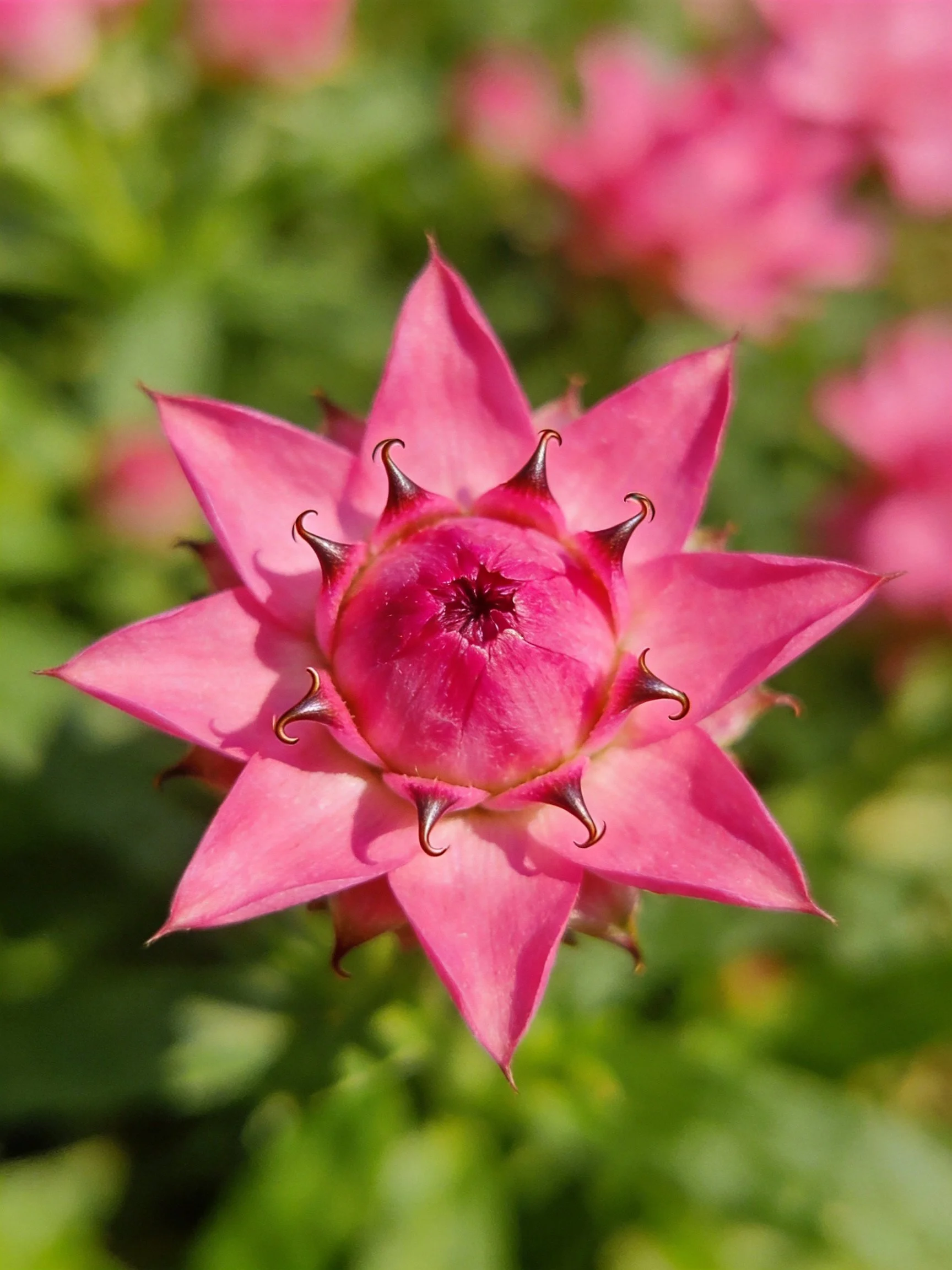 A vibrant pink star - shaped flower with pointed petals