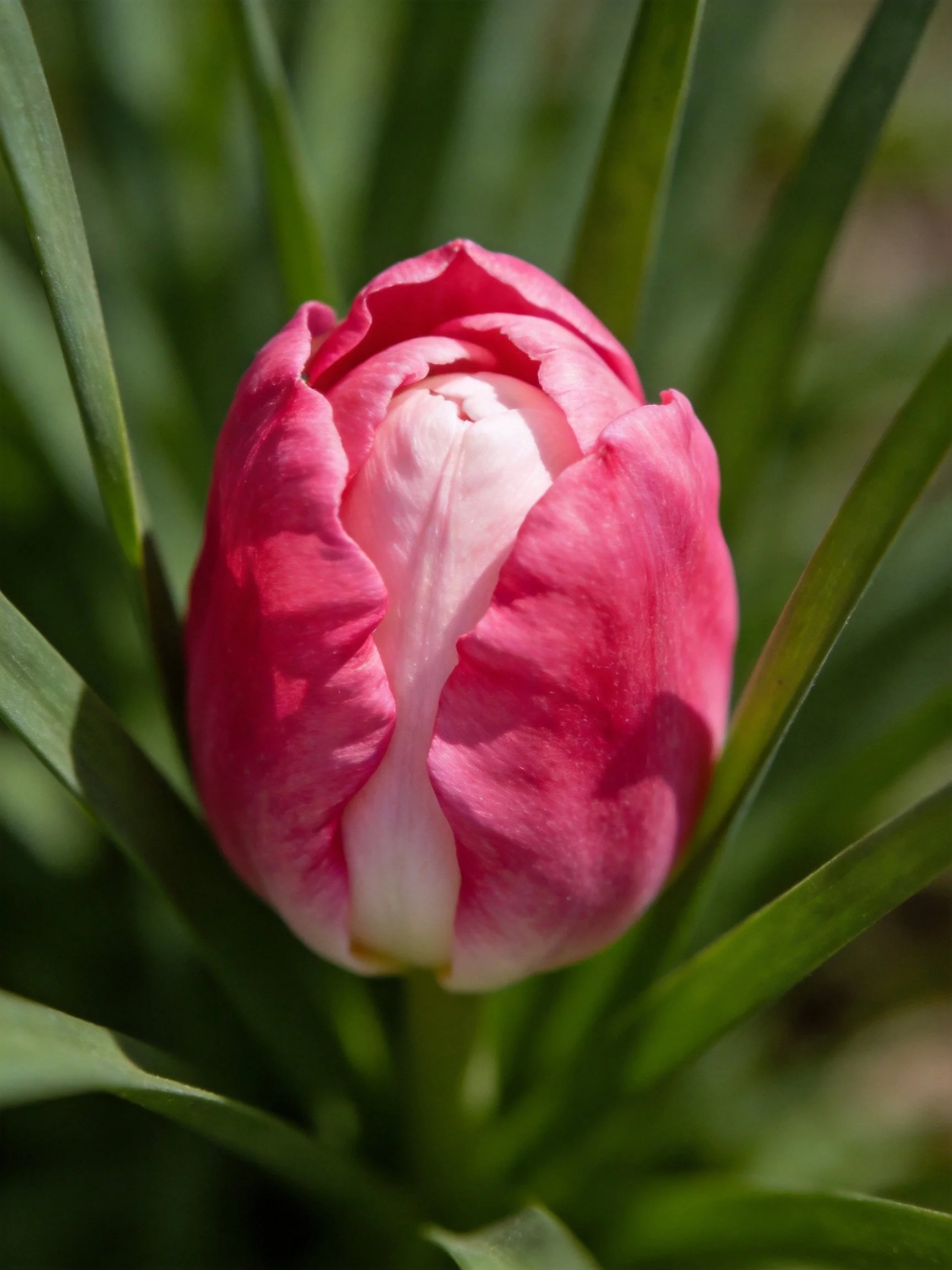 A vibrant pink tulip bud nestled among lush green leaves
