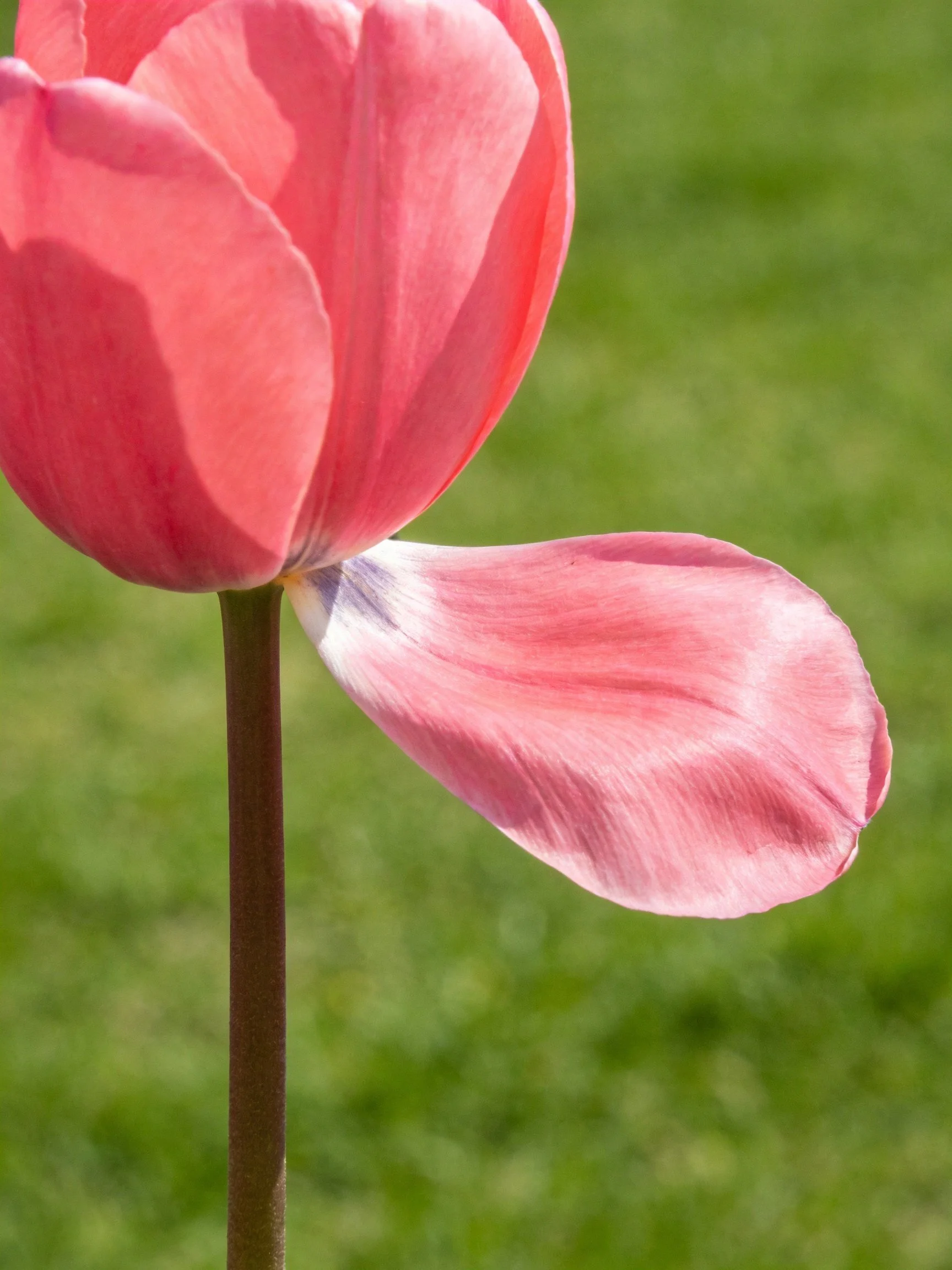 A vibrant pink tulip with a drooping petal on a green backdrop