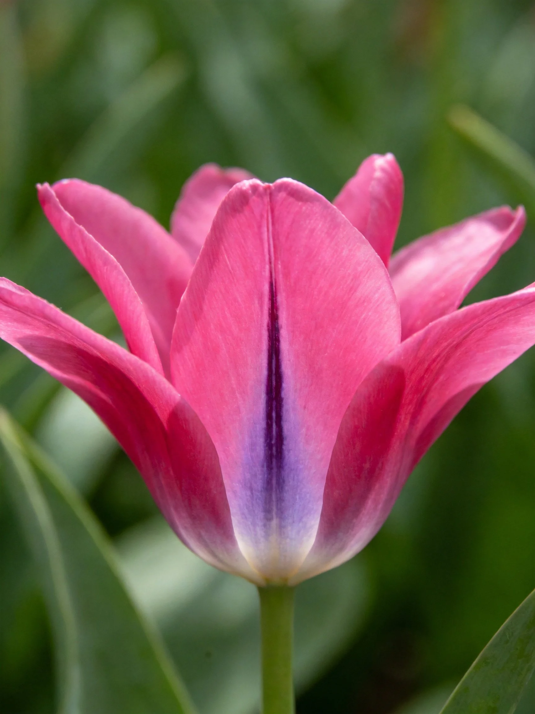 A vibrant pink tulip with purple streaks amidst green foliage