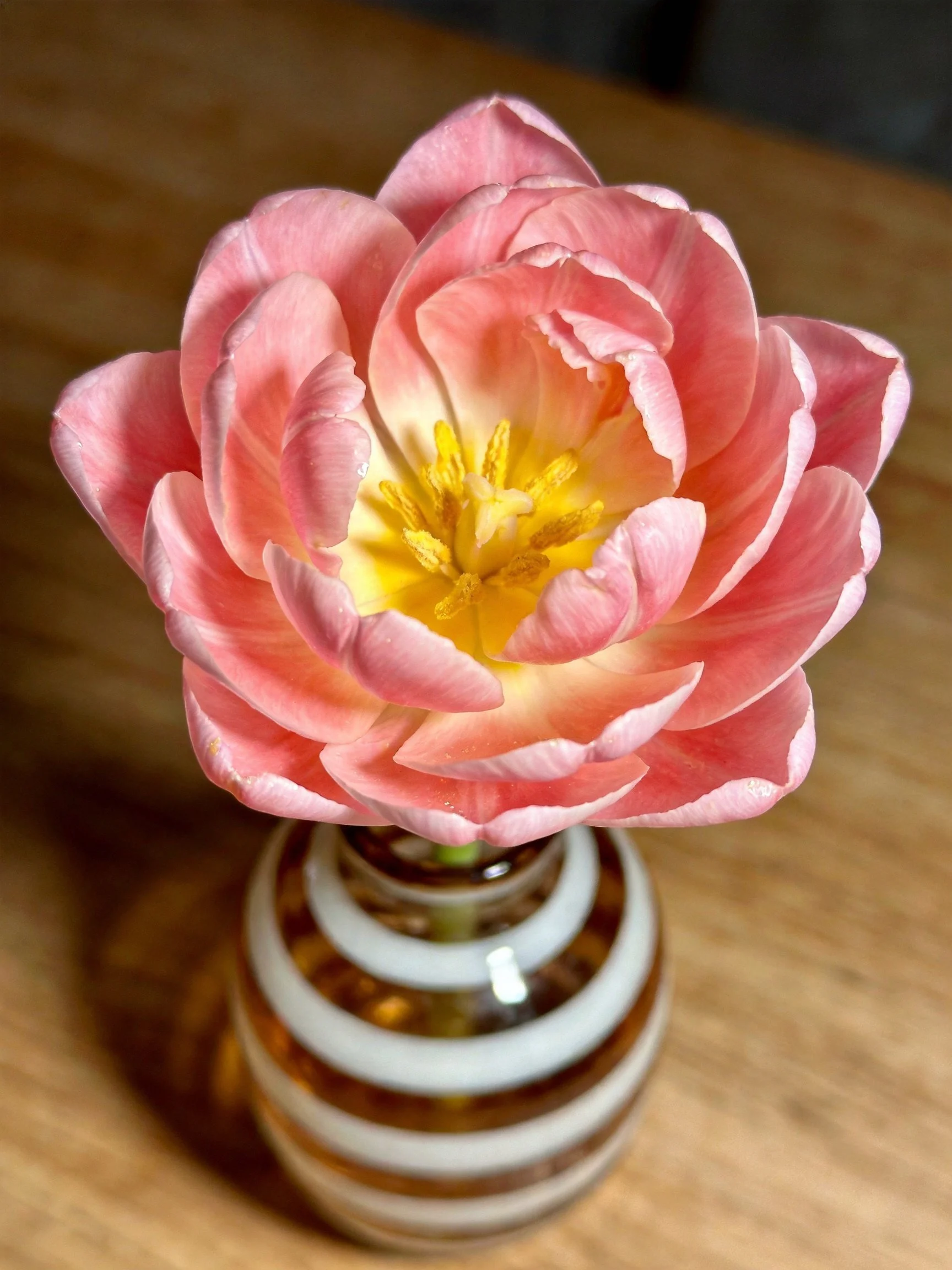 A vibrant pink tulip with yellow center in a brown and white striped vase