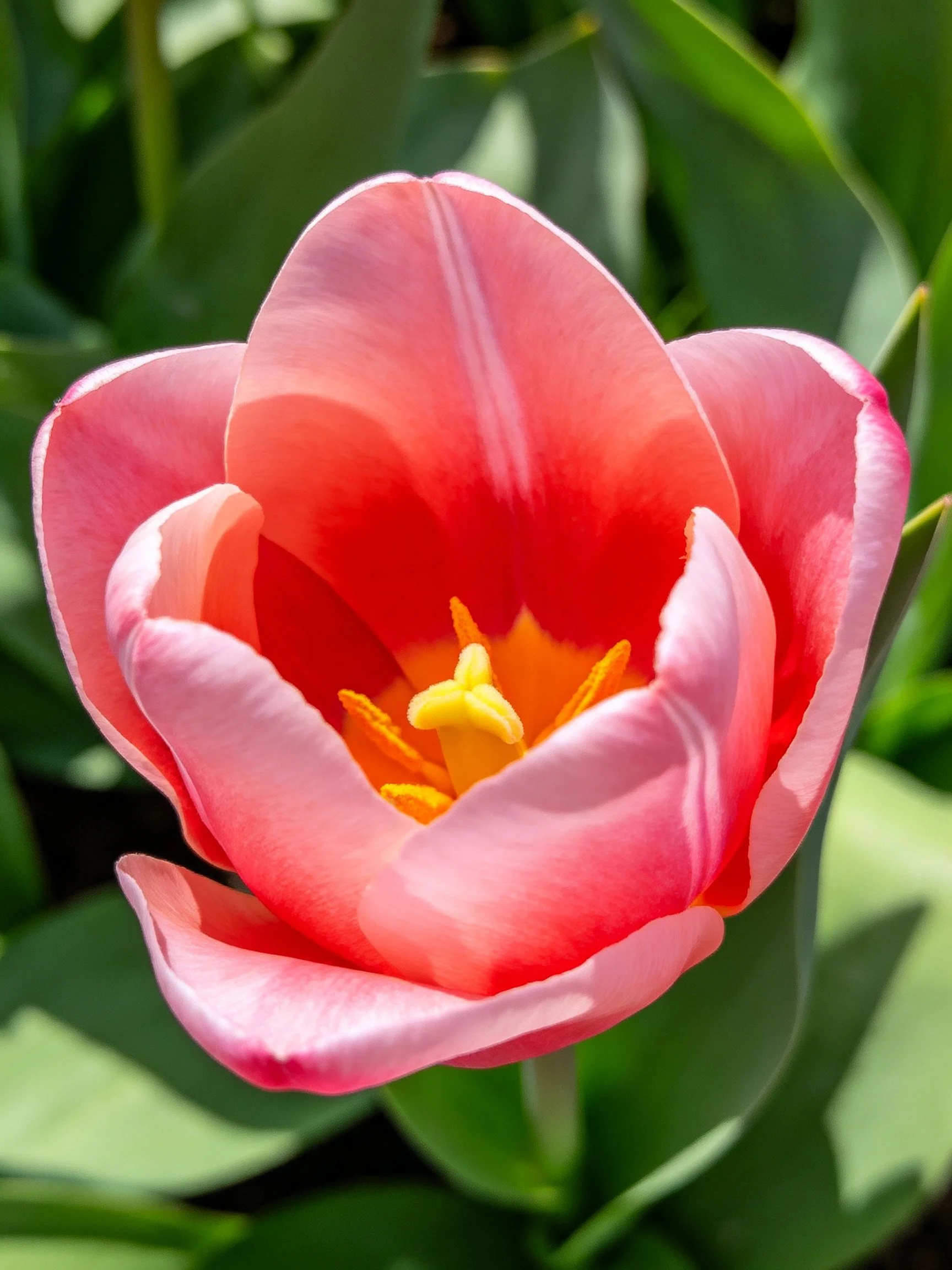 A vibrant pink tulip with yellow center, surrounded by lush green leaves