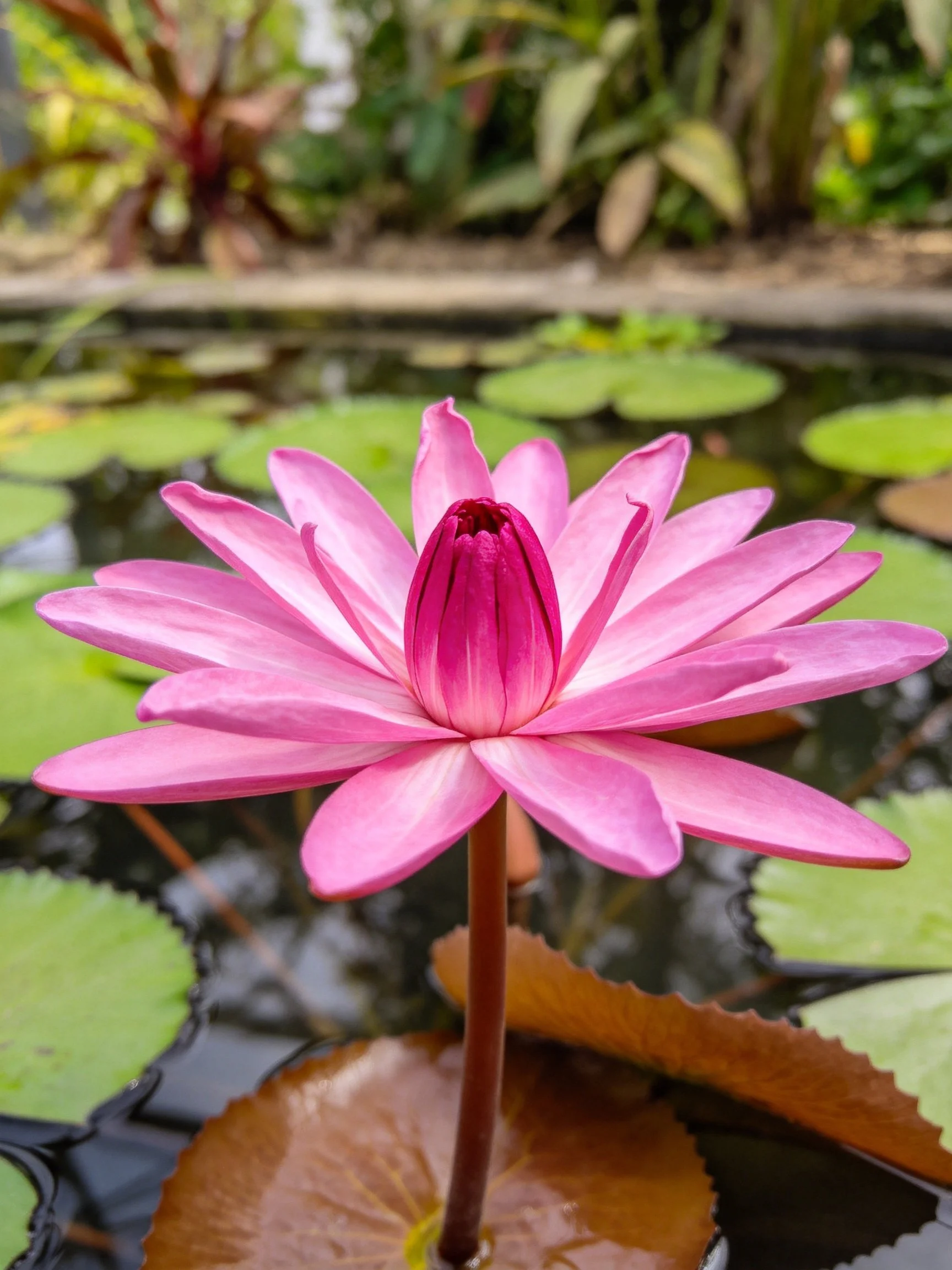 A vibrant pink water lily blooms amid green lily pads