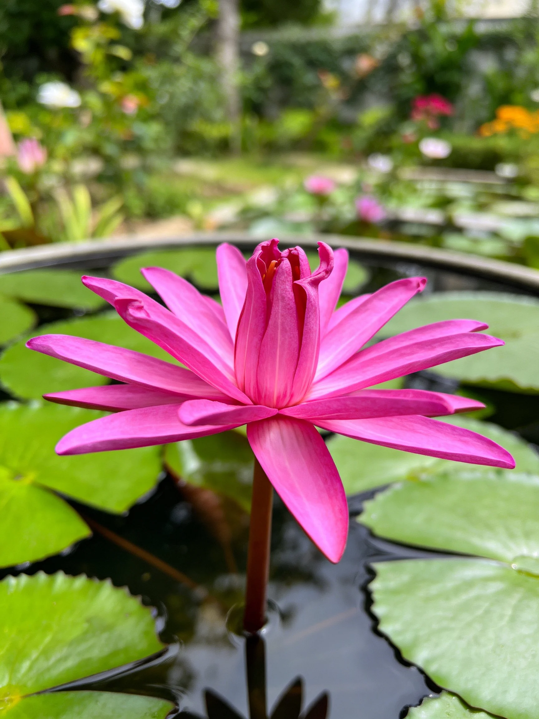 A vibrant pink water lily blooms among green lily pads in a garden pond