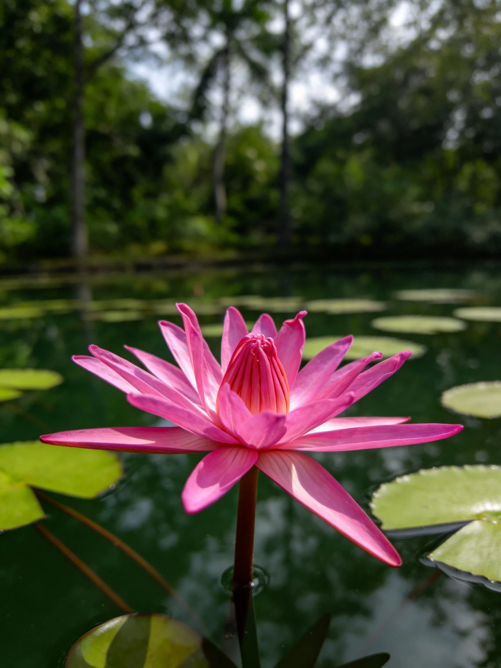 A vibrant pink water lily blooms among green lily pads