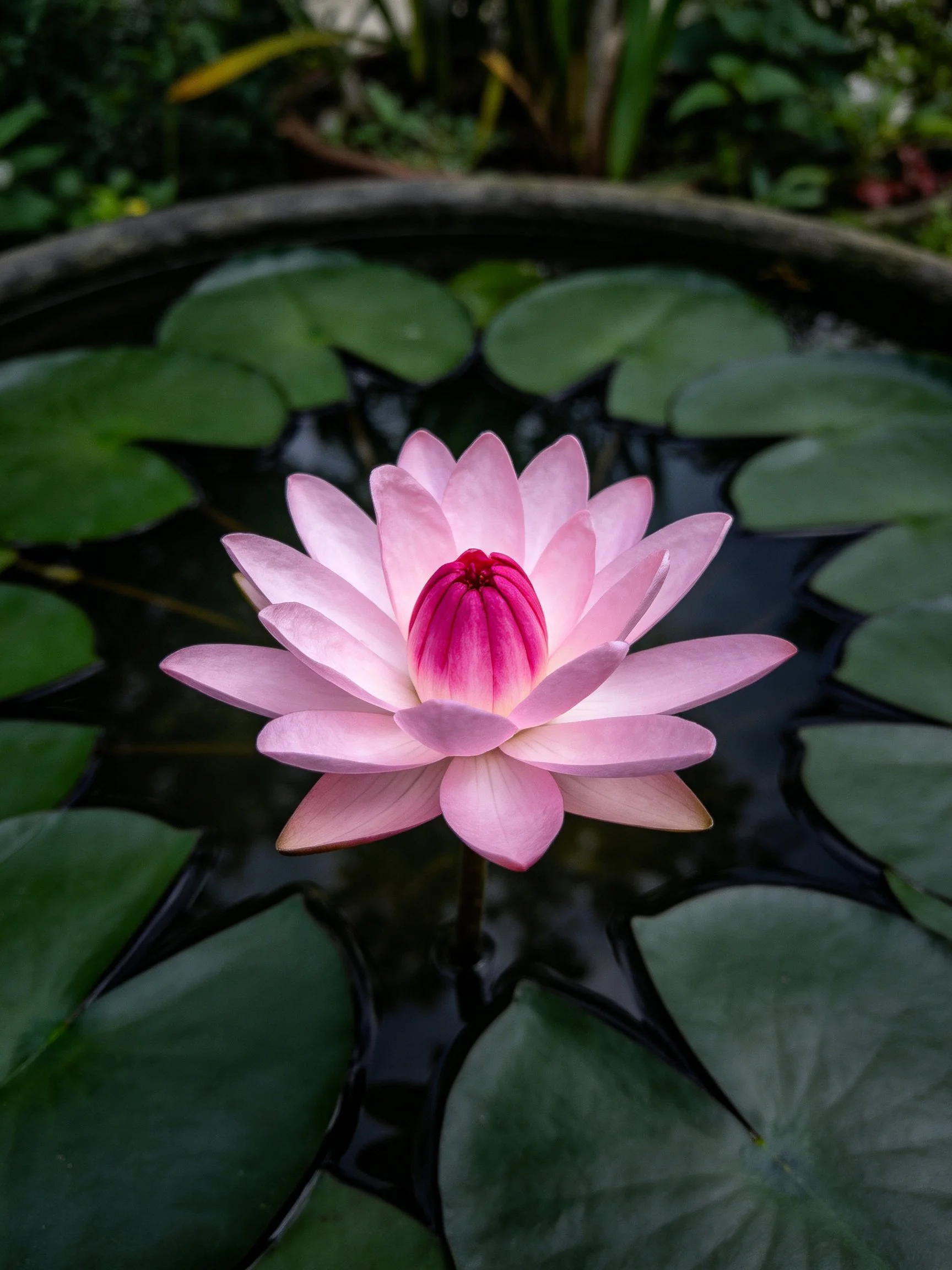 A vibrant pink water lily blooms among large green lily pads