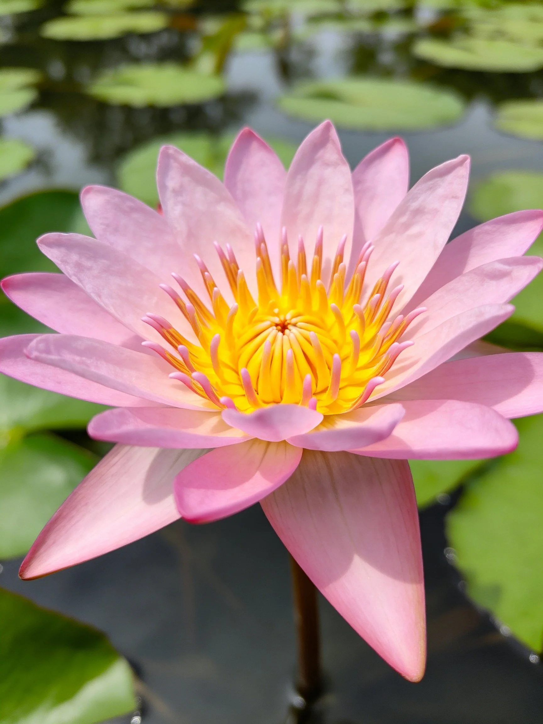 A vibrant pink water lily with a bright yellow center near green lily pads
