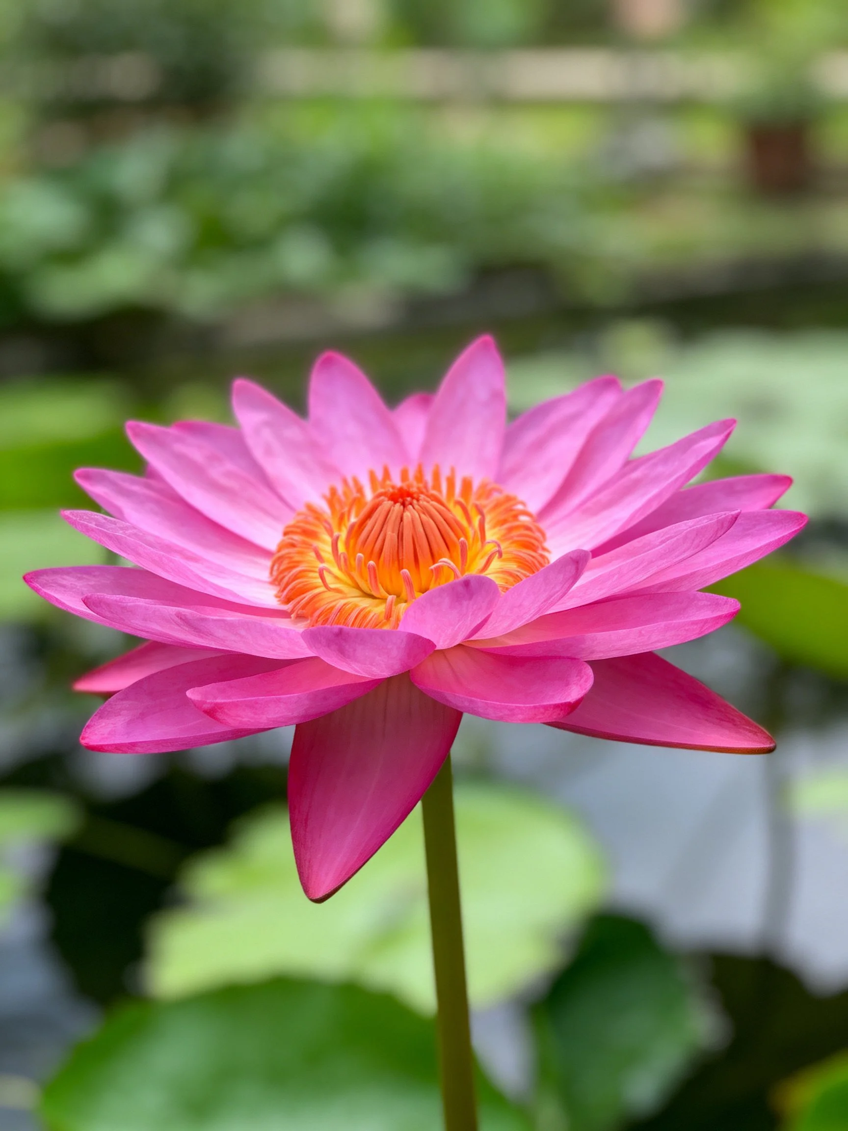 A vibrant pink water lily with an orange center blooms near green foliage.