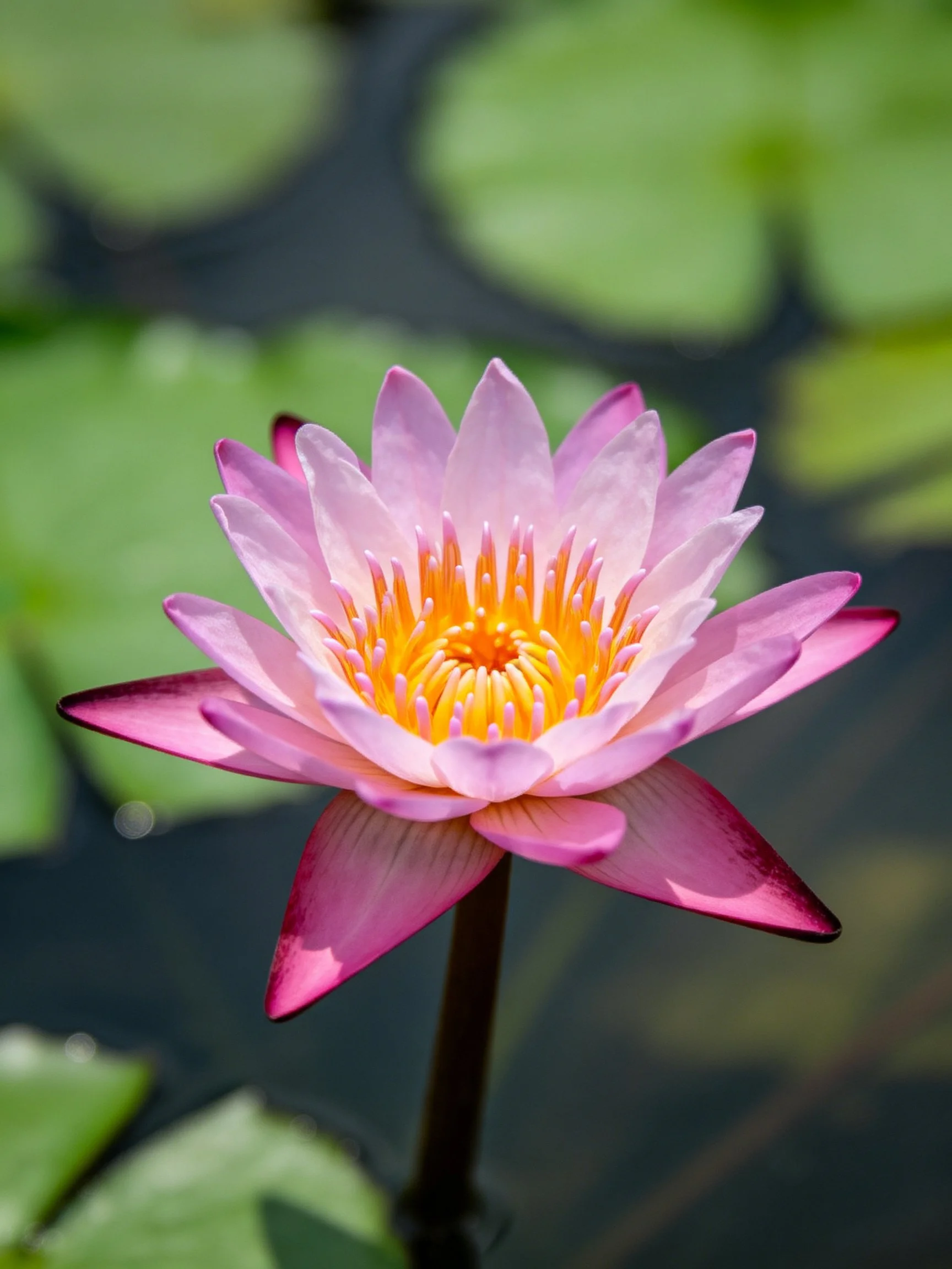 A vibrant pink water lily with golden center and green lily pads