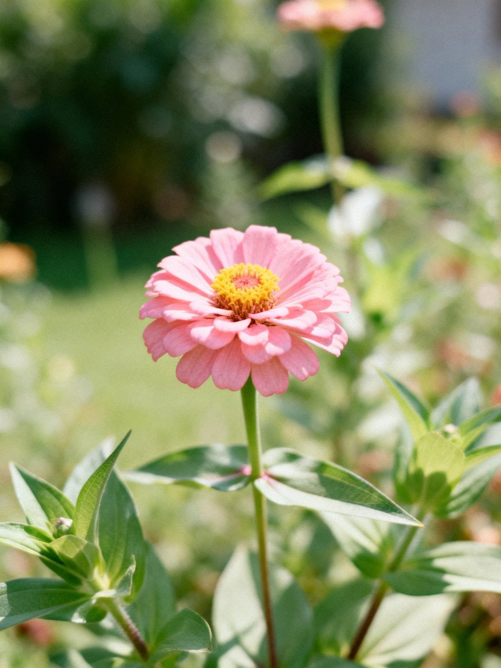 A vibrant pink zinnia blooms amid lush greenery