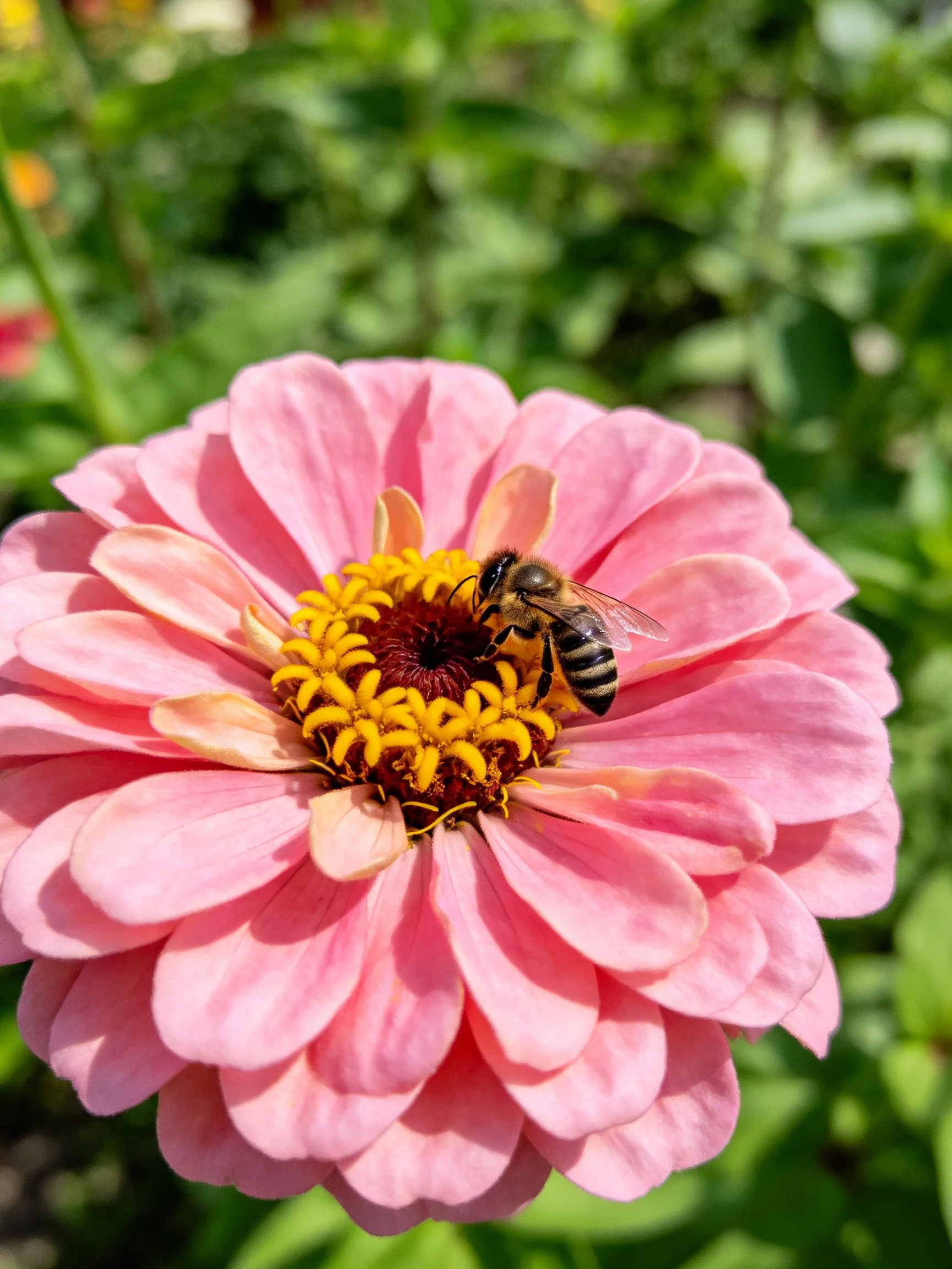 A vibrant pink zinnia flower with a honeybee on its yellow center