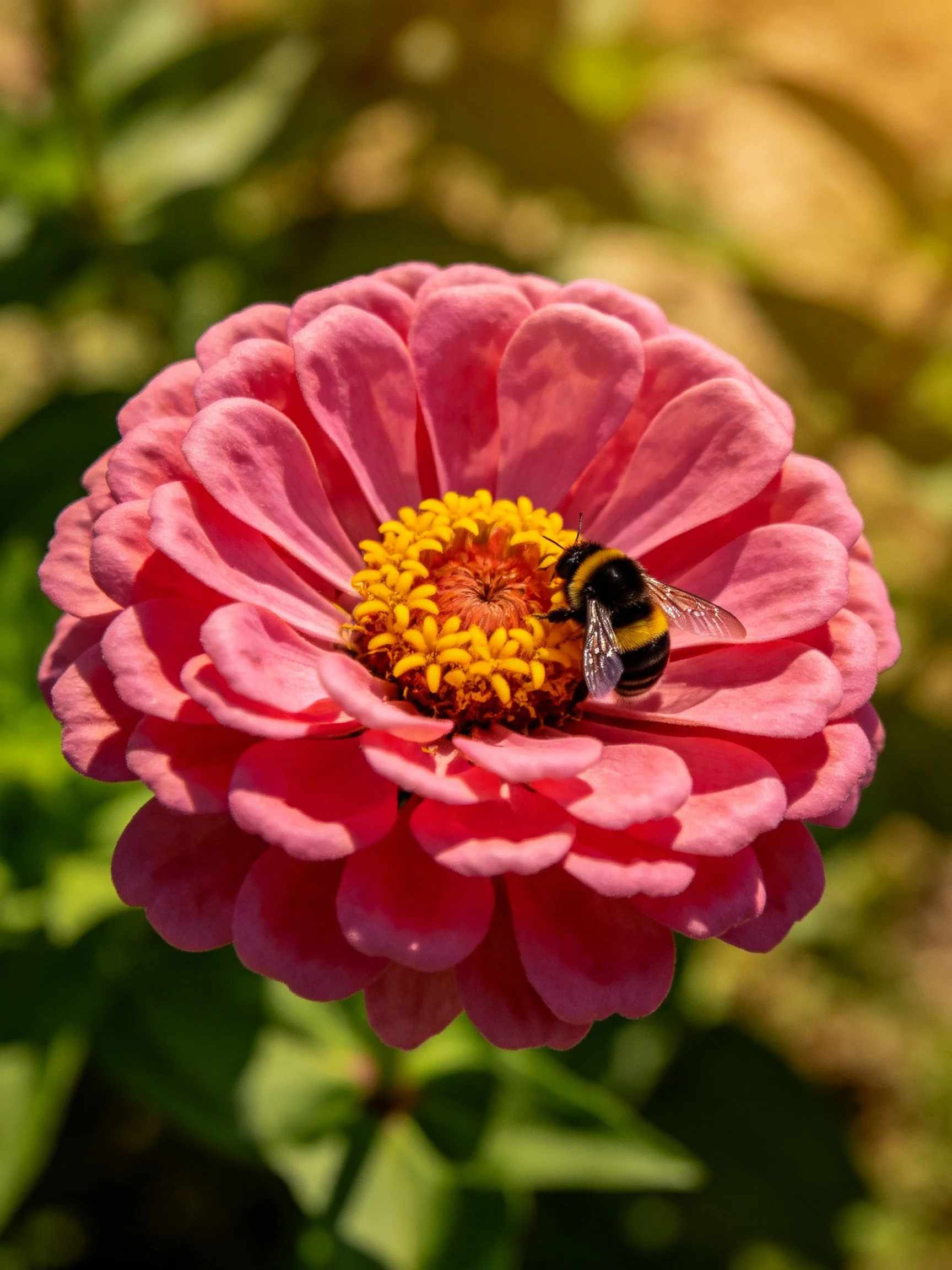 A vibrant pink zinnia with a bumblebee on its yellow center