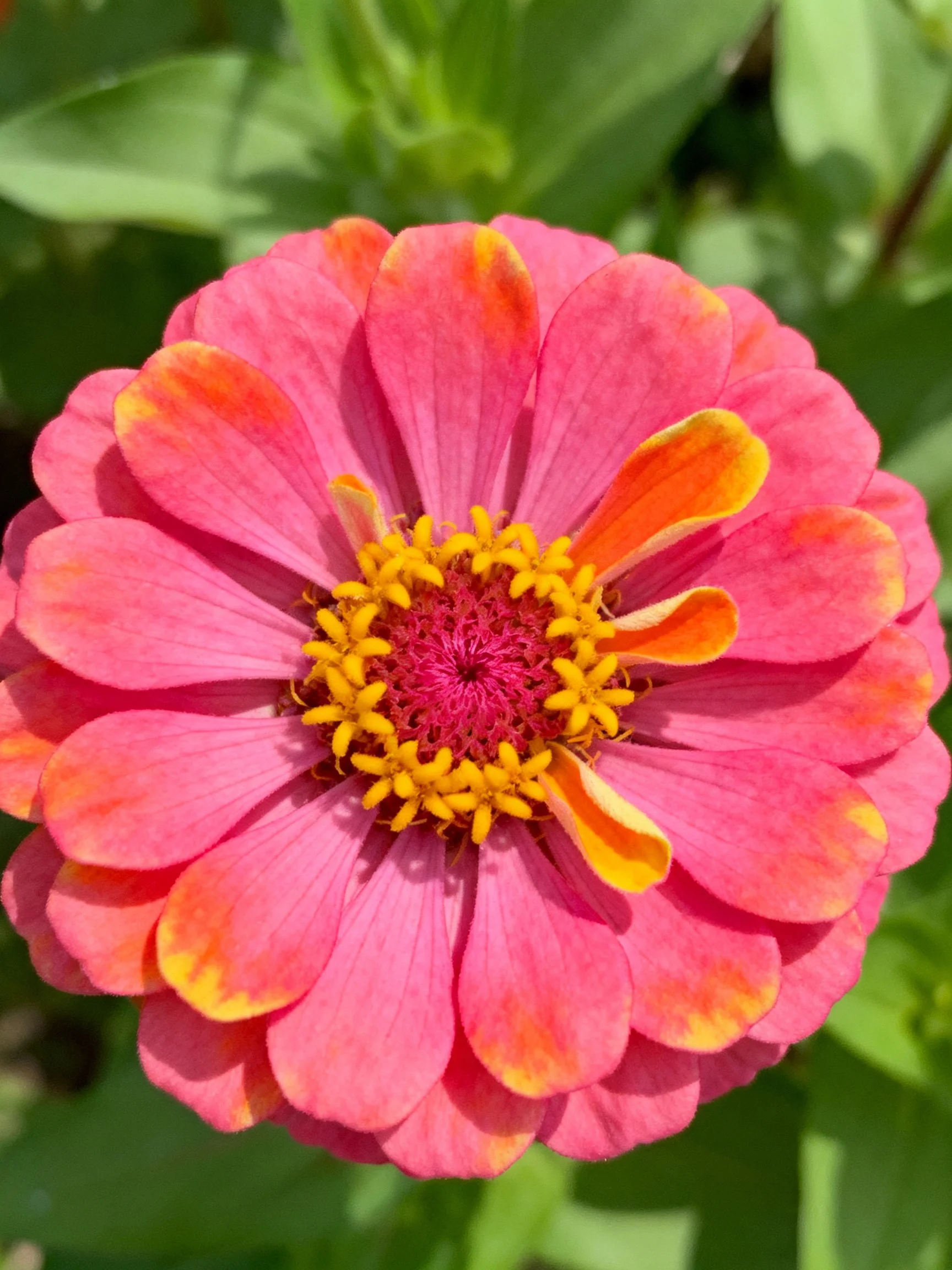 A vibrant pink zinnia with orange - tipped petals and yellow center