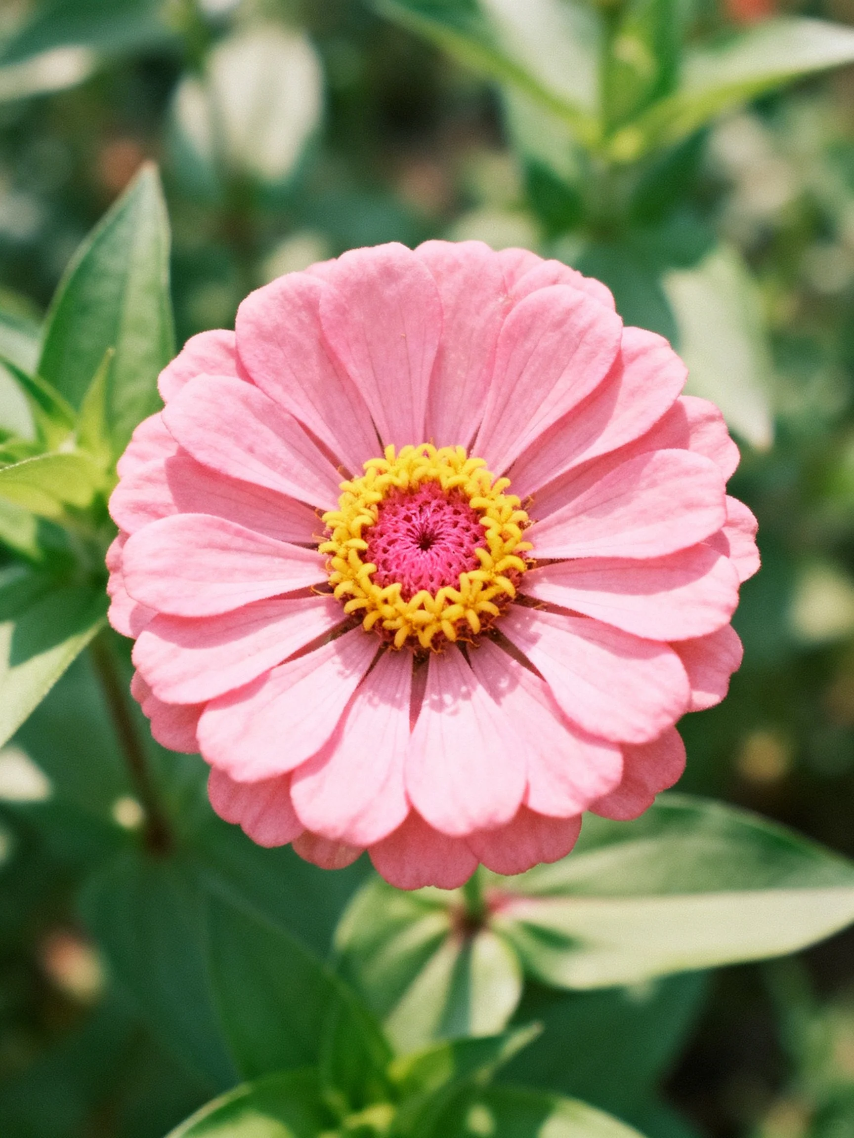 A vibrant pink zinnia with yellow and pink center
