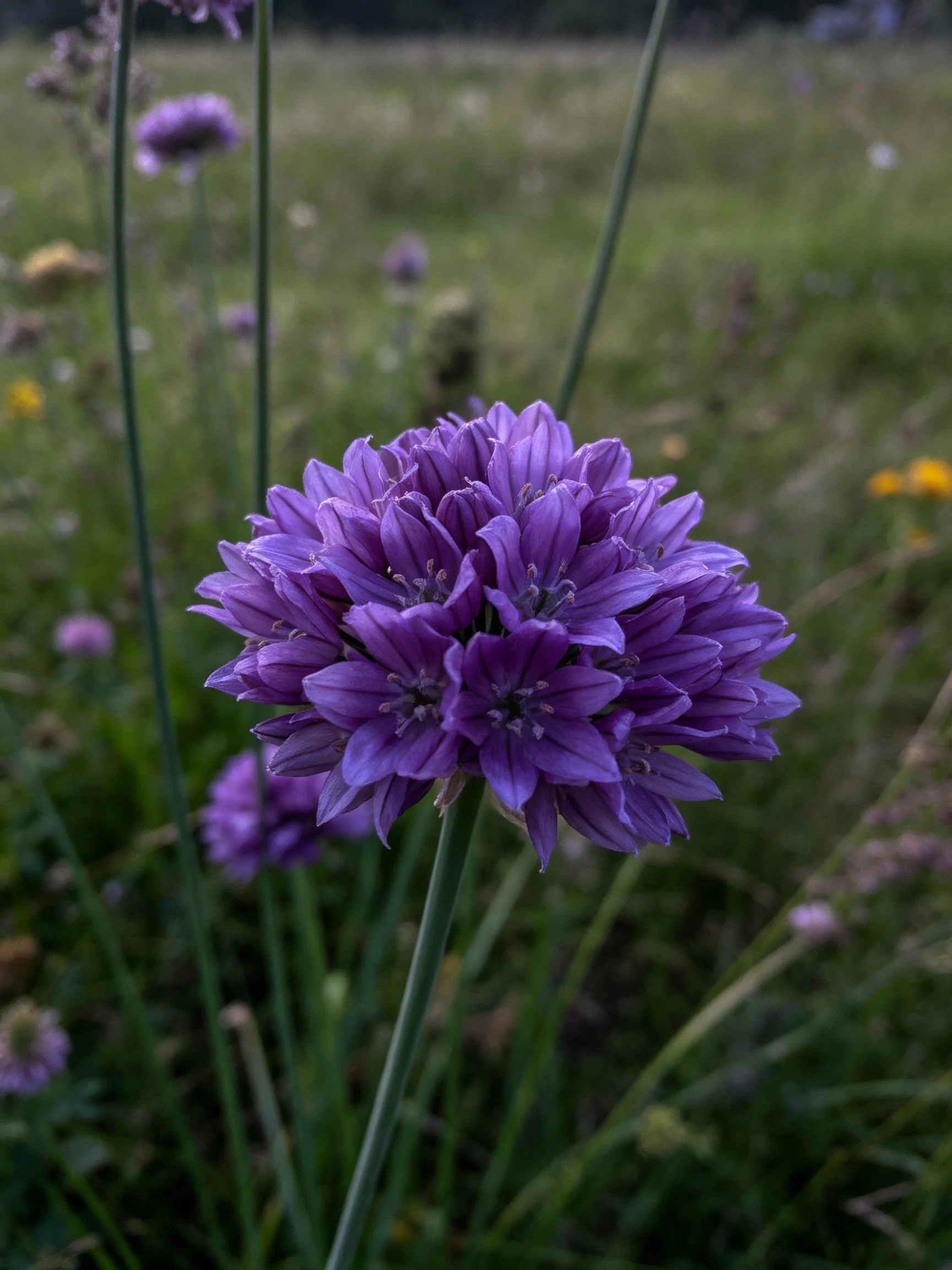 A vibrant purple allium flower centered in a lush green meadow