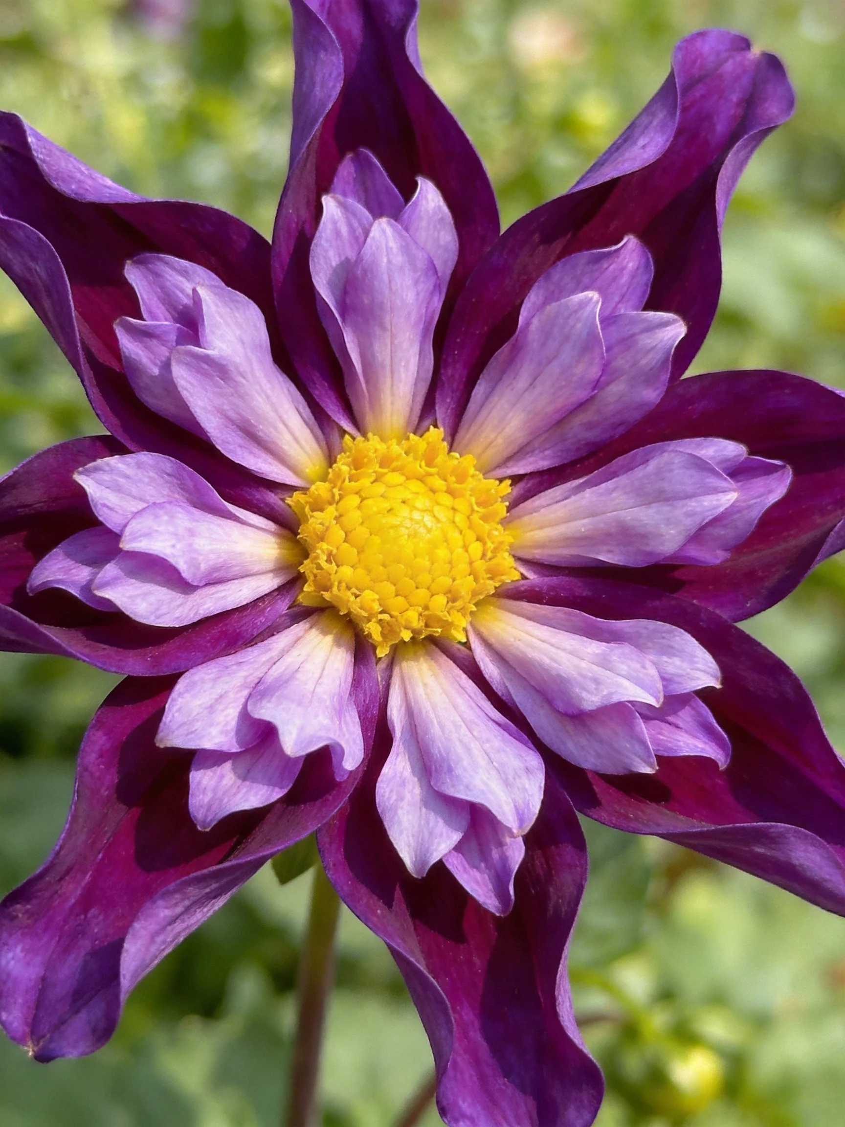 A vibrant purple and lavender dahlia with a bright yellow center