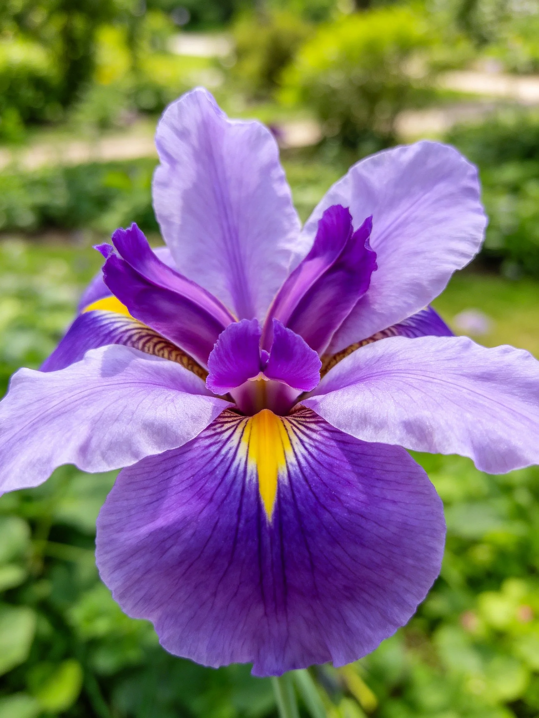 A vibrant purple and lavender iris with a bright yellow center