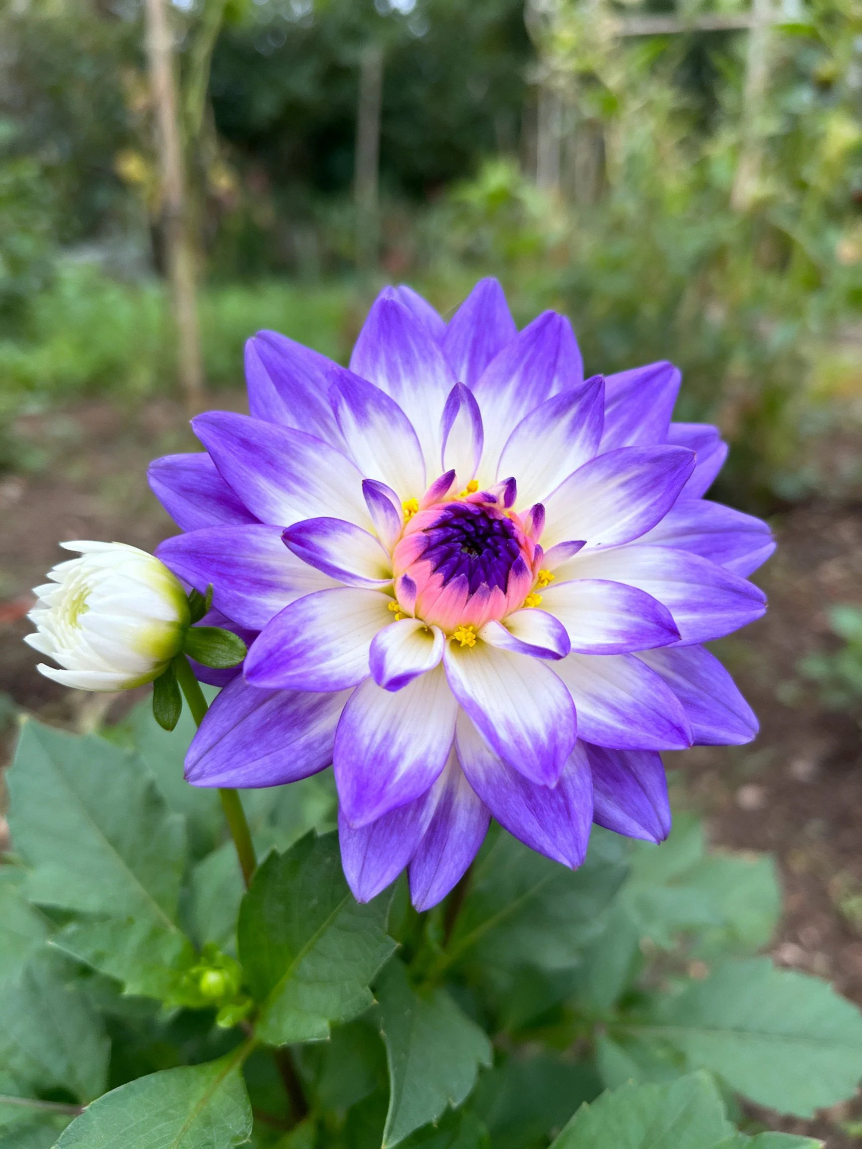 A vibrant purple and white dahlia with a pink center near a closed bud