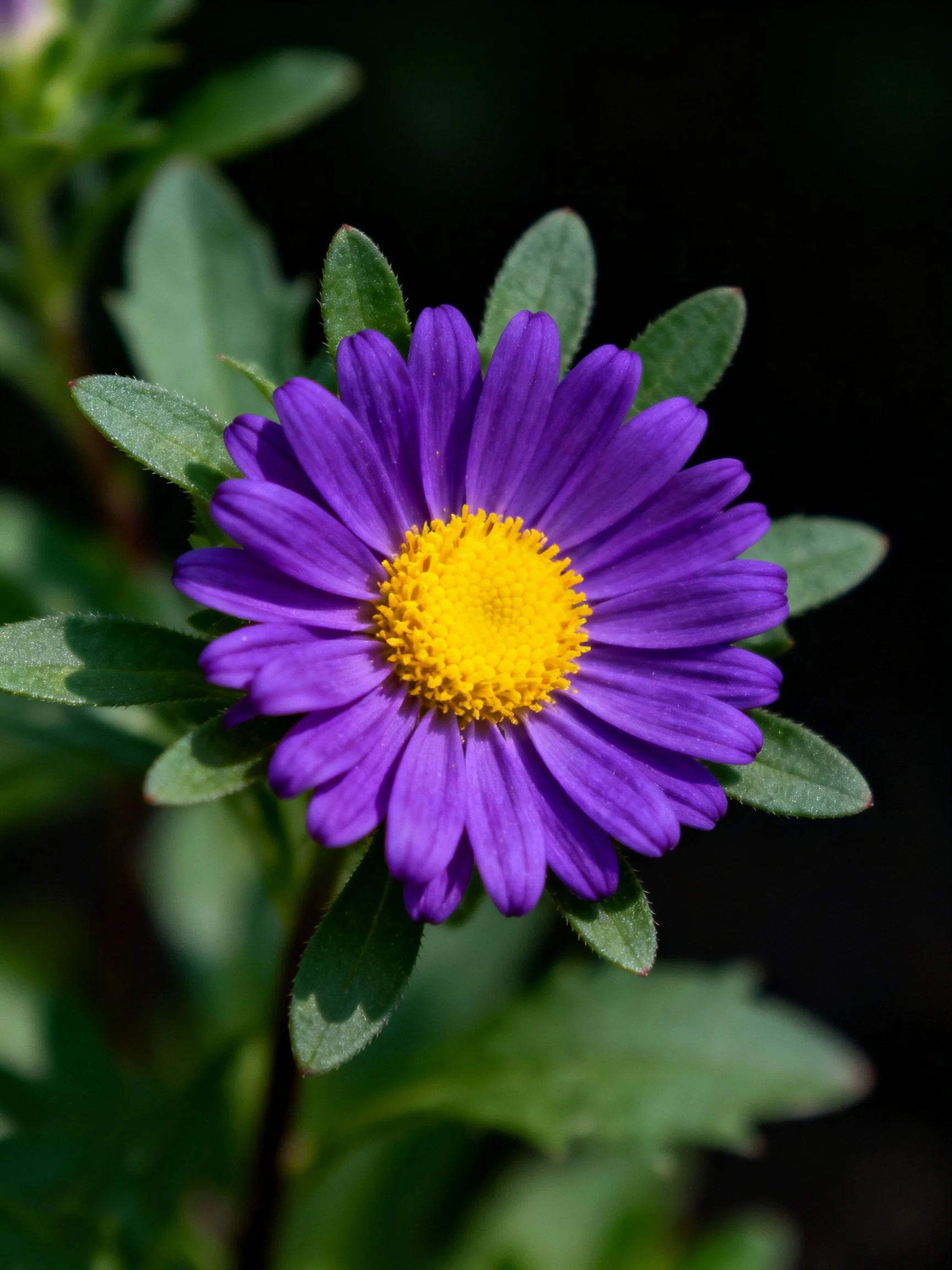 A vibrant purple aster flower with a yellow center
