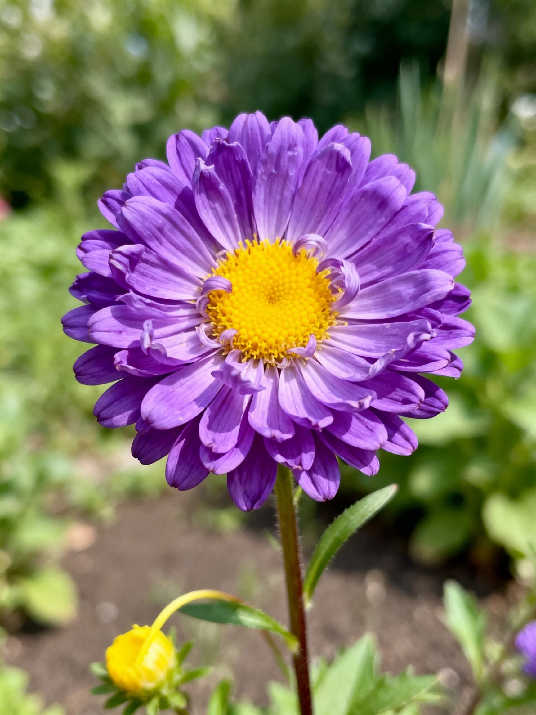 A vibrant purple aster flower with a yellow center in a garden