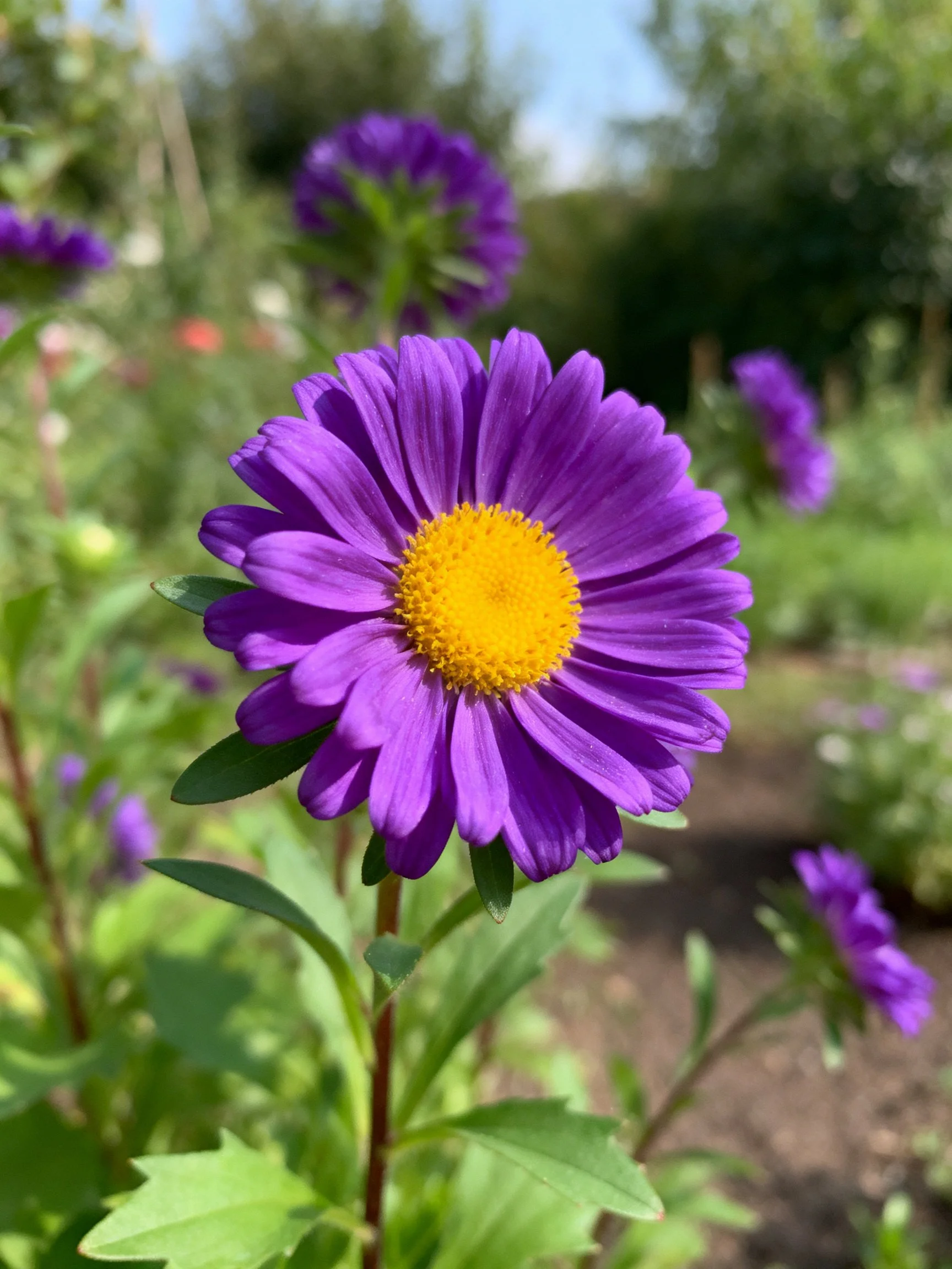 A vibrant purple aster with golden center amid garden blooms