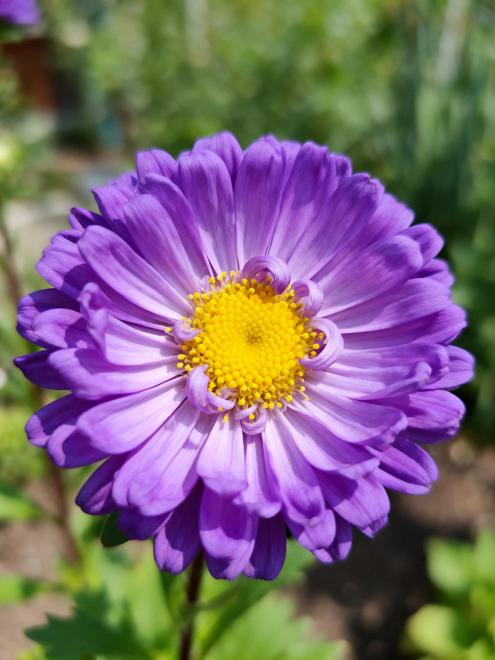 A vibrant purple aster with layered petals and bright yellow center