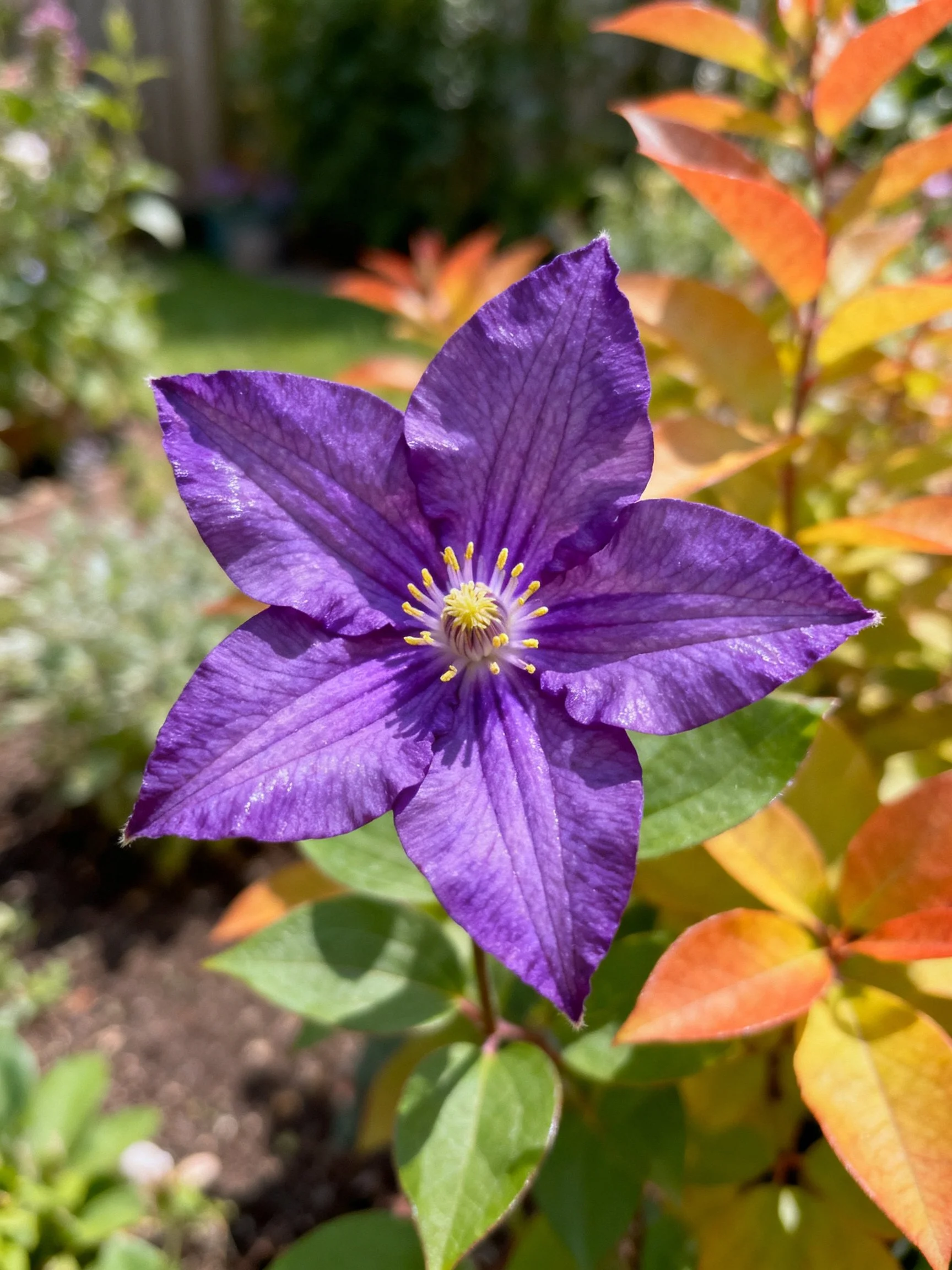 A vibrant purple clematis flower in a sunlit garden