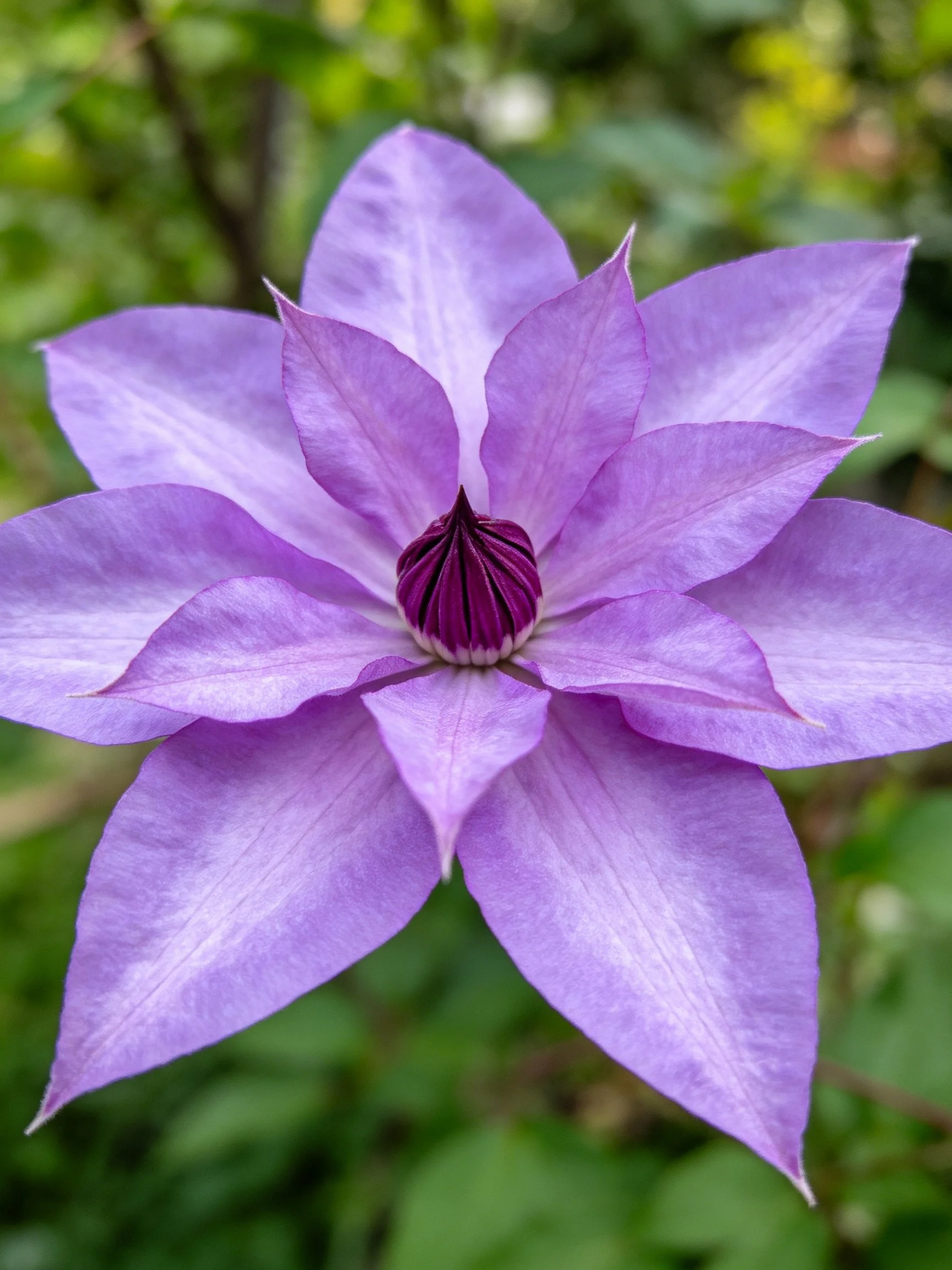 A vibrant purple clematis flower with layered petals