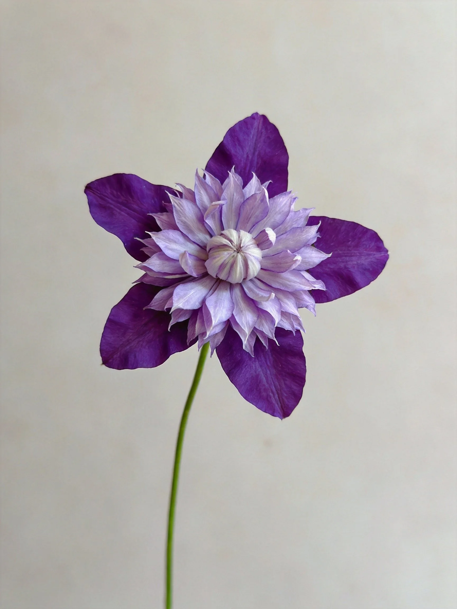 A vibrant purple clematis with layered lavender petals