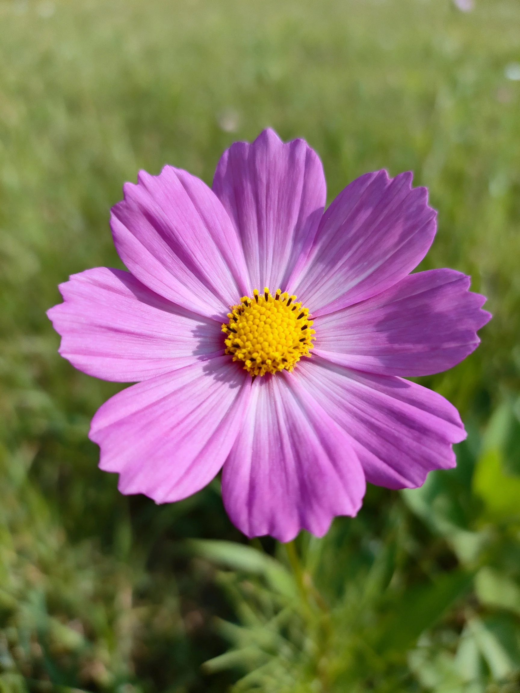 A vibrant purple cosmos flower with a bright yellow center