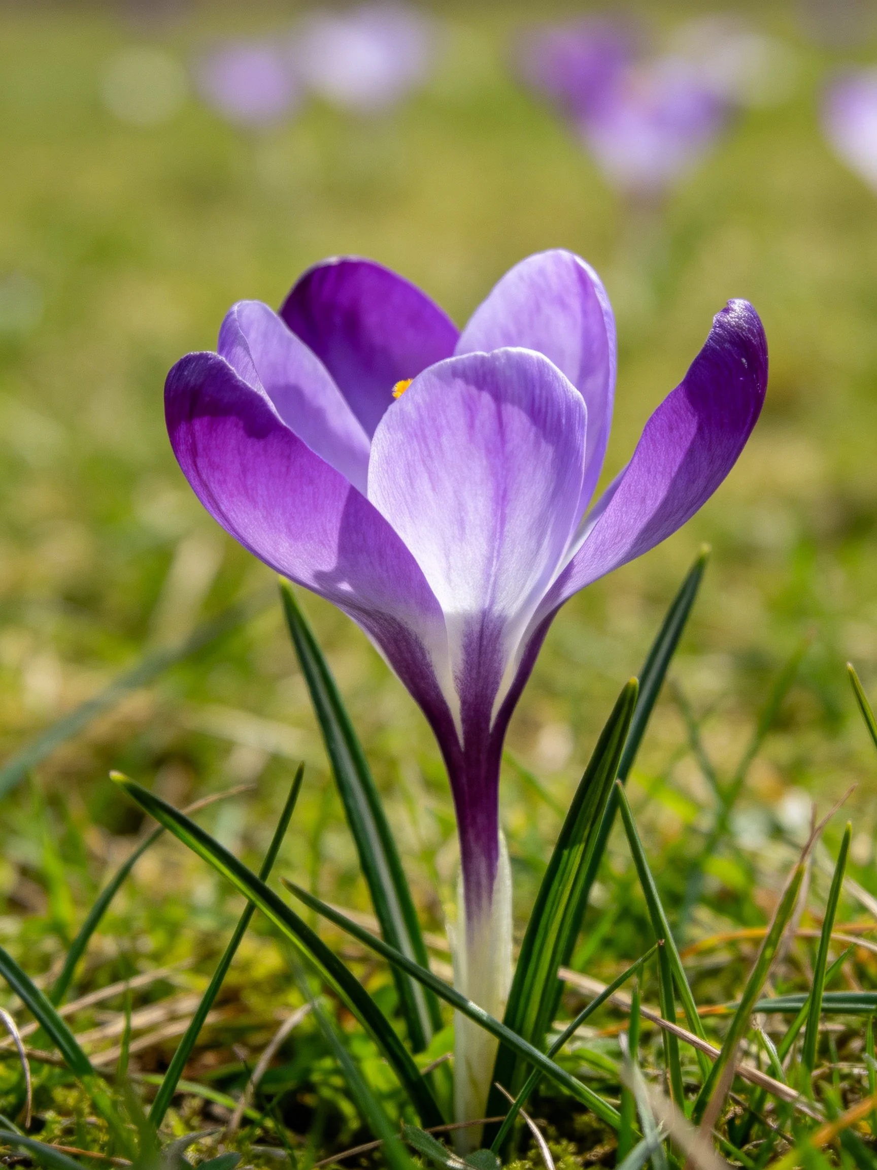 A vibrant purple crocus blooms among green grass blades