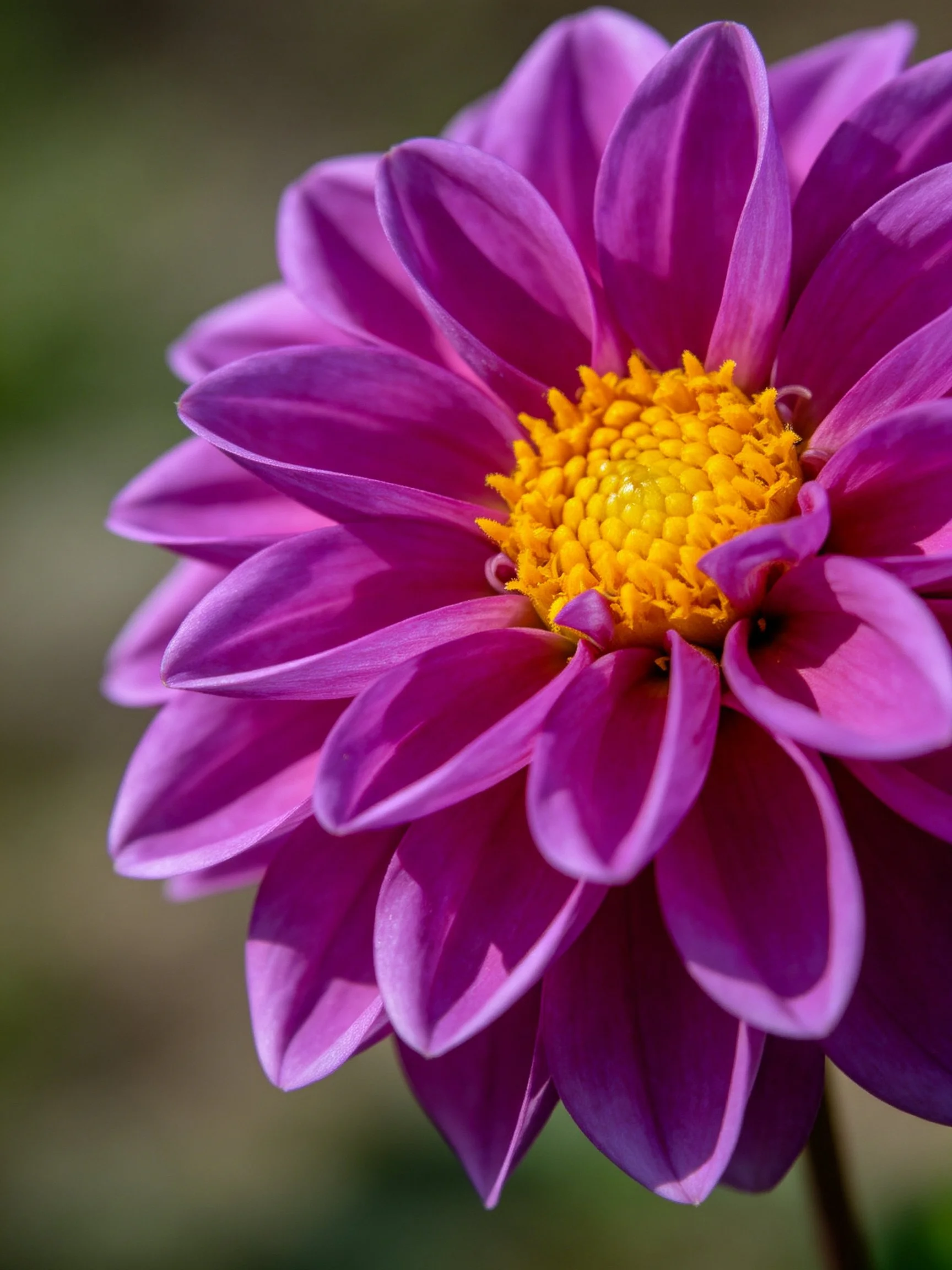 A vibrant purple dahlia with layered petals and bright yellow center