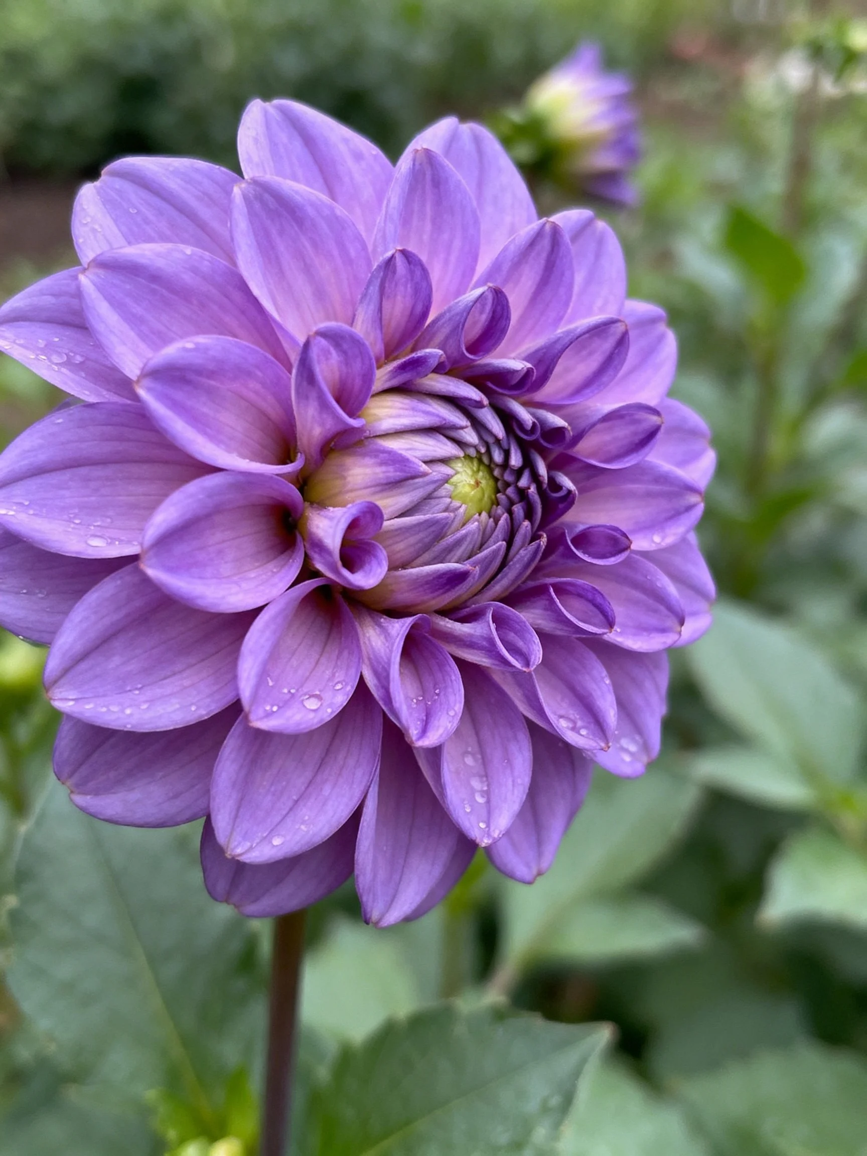 A vibrant purple dahlia with layered petals and dewdrops