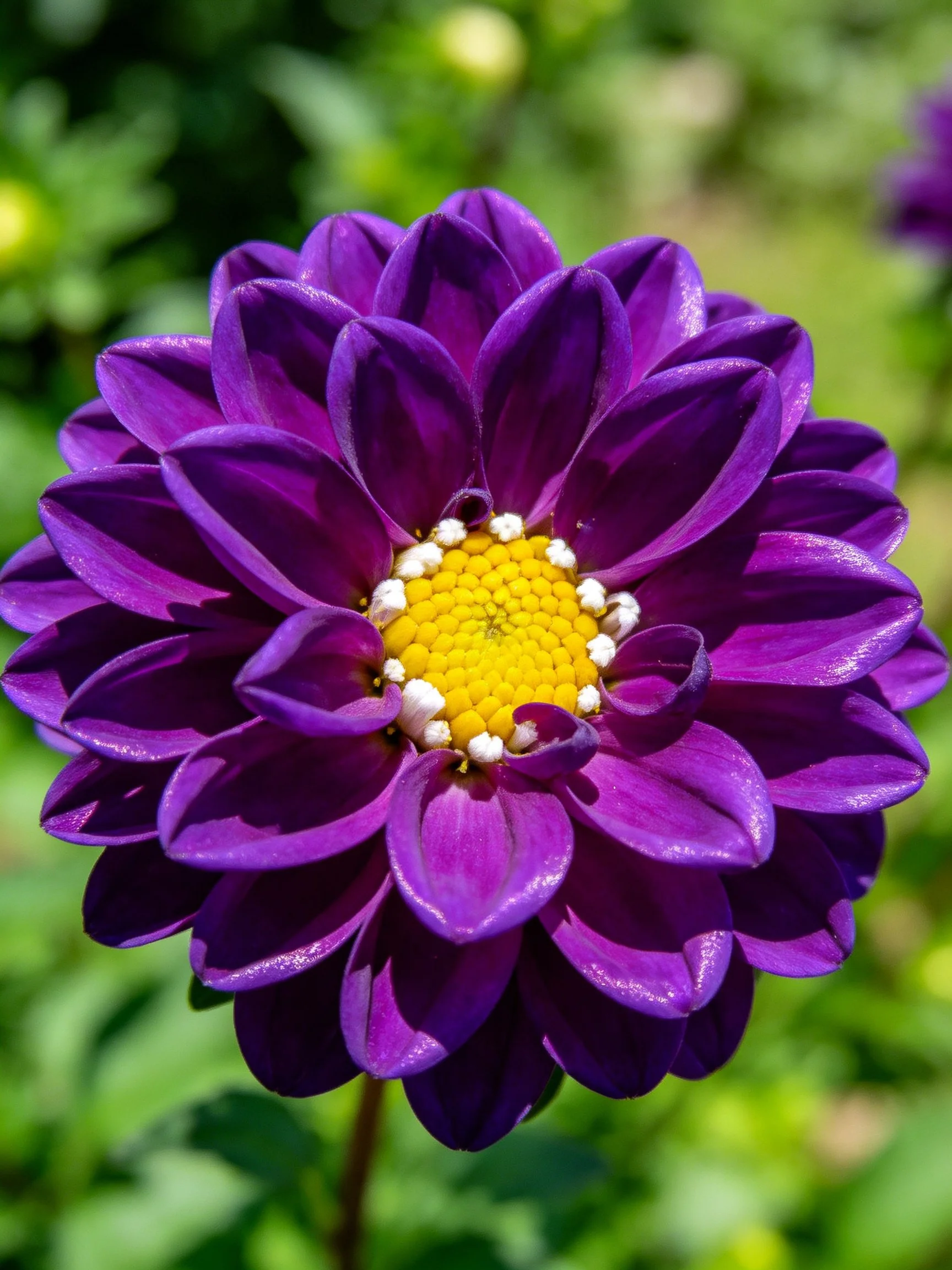 A vibrant purple dahlia with layered petals and yellow center