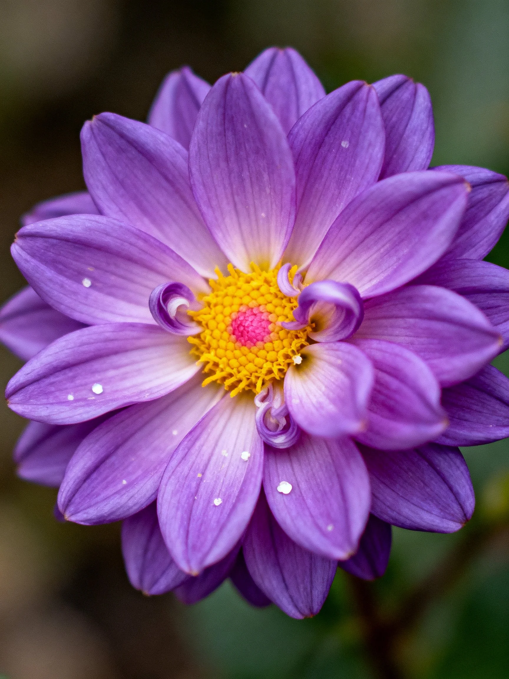 A vibrant purple dahlia with yellow and pink central core