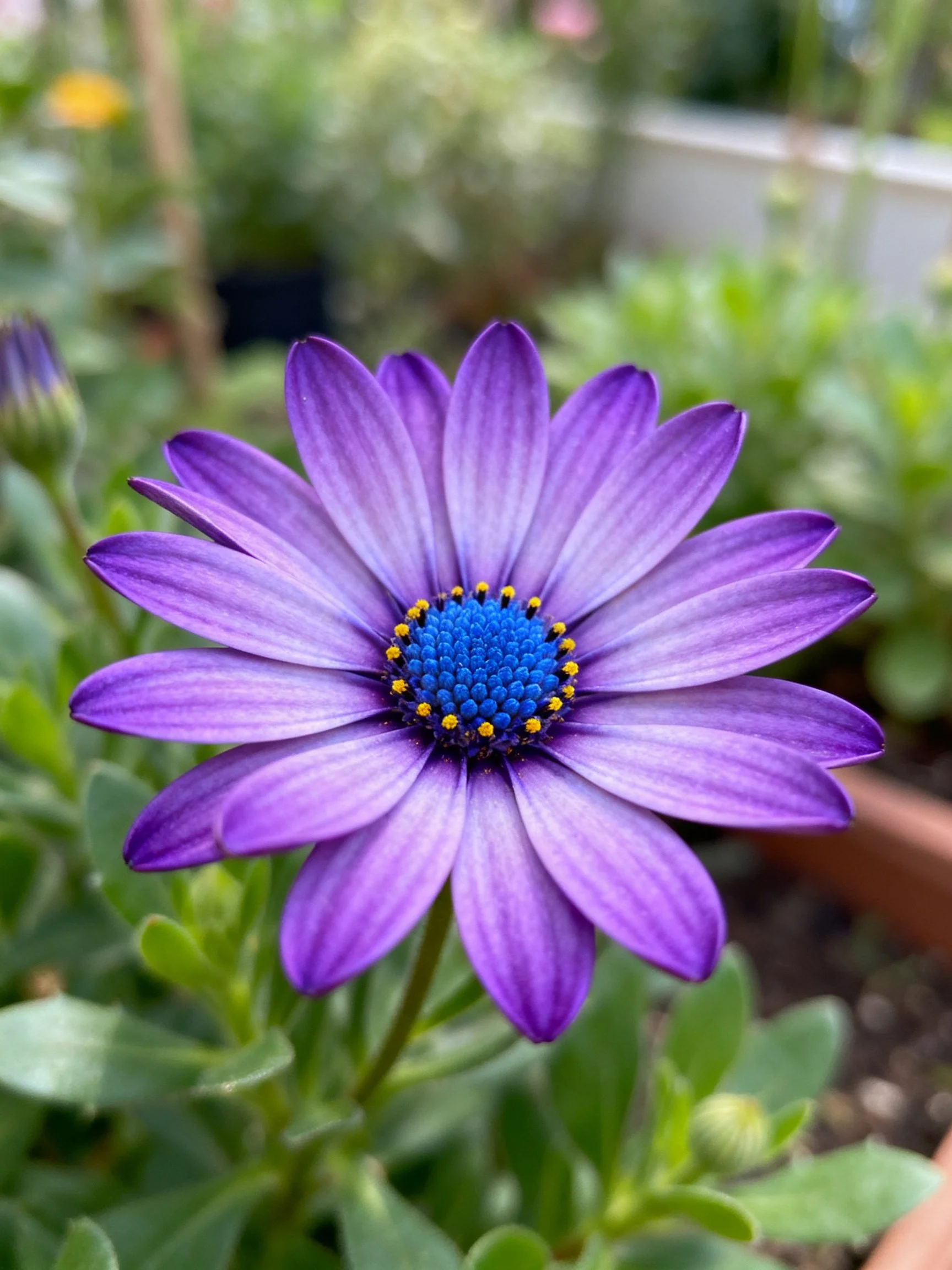 A vibrant purple daisy with a blue and yellow central disc