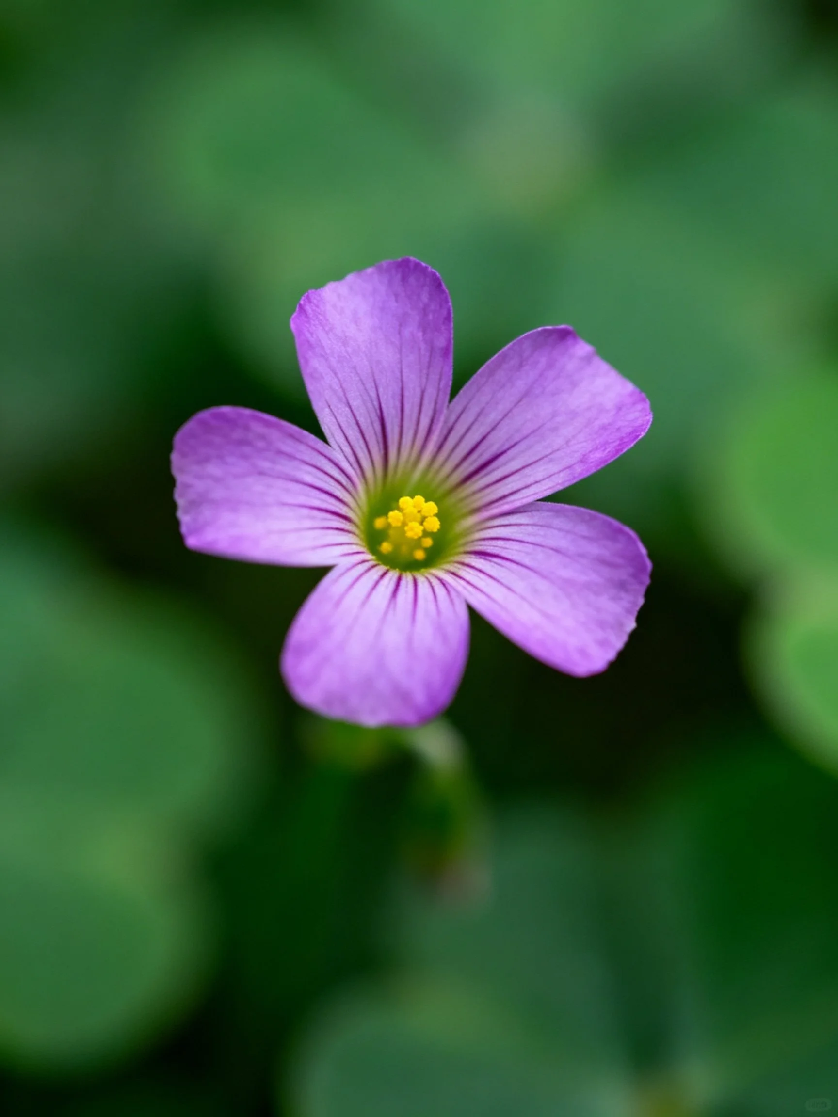 A vibrant purple five - petal flower with yellow center