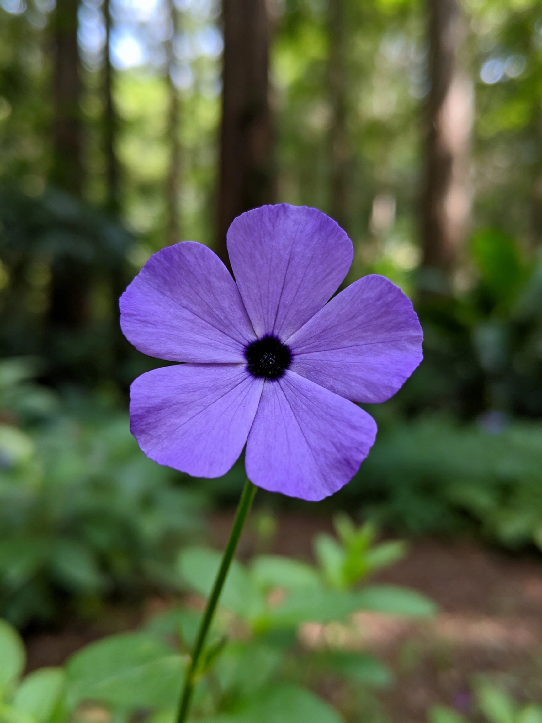 A vibrant purple five-petaled flower in a forest setting