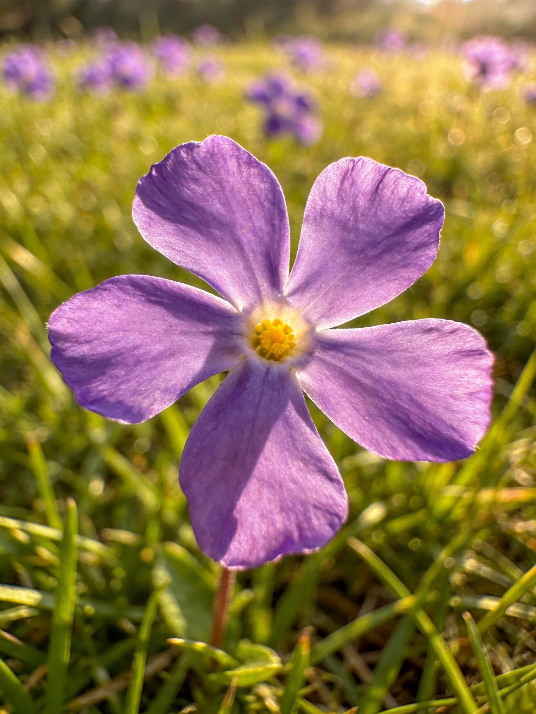 A vibrant purple five-petaled flower in a sunlit meadow