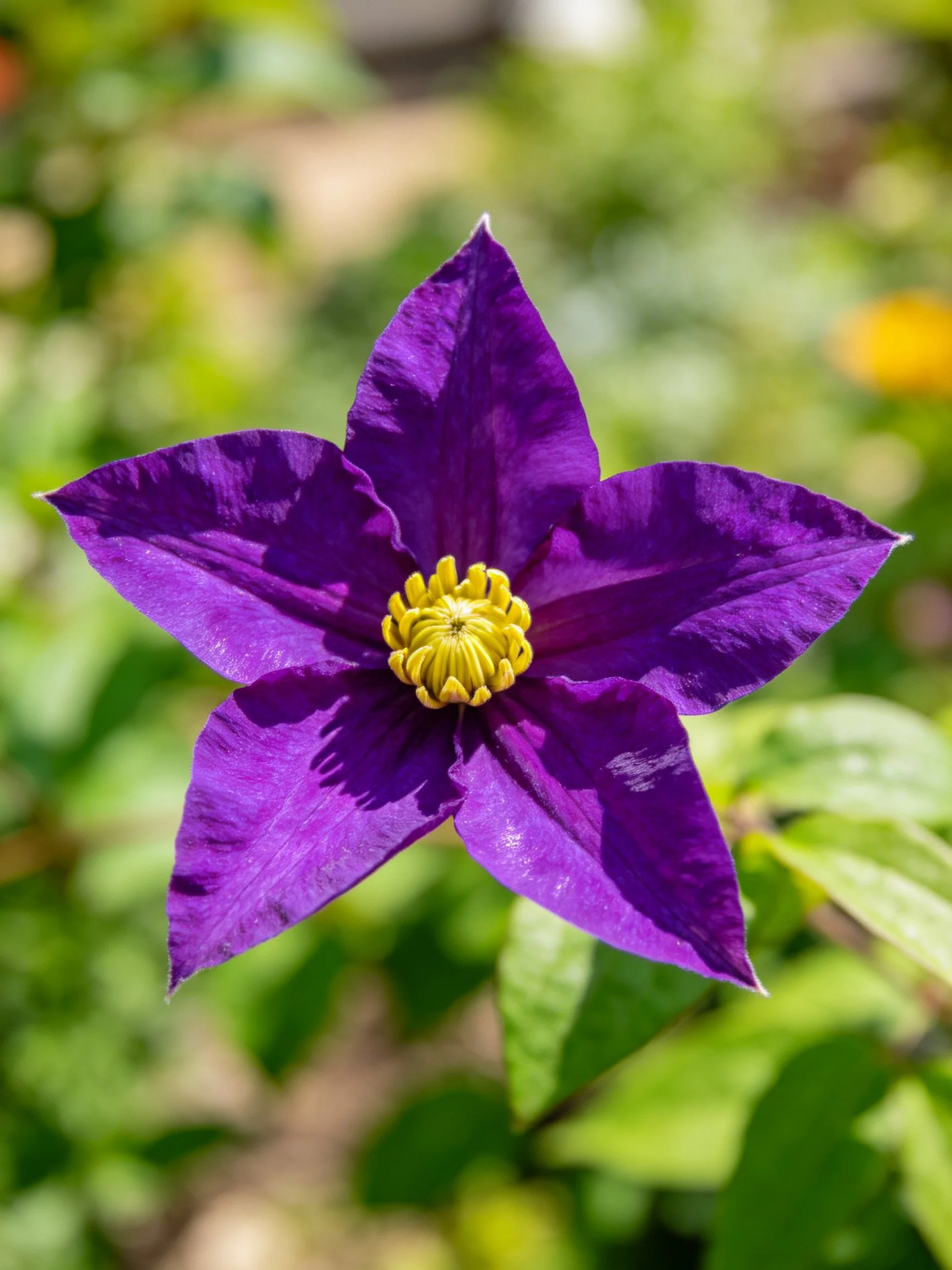 A vibrant purple five - petaled flower with a yellow center
