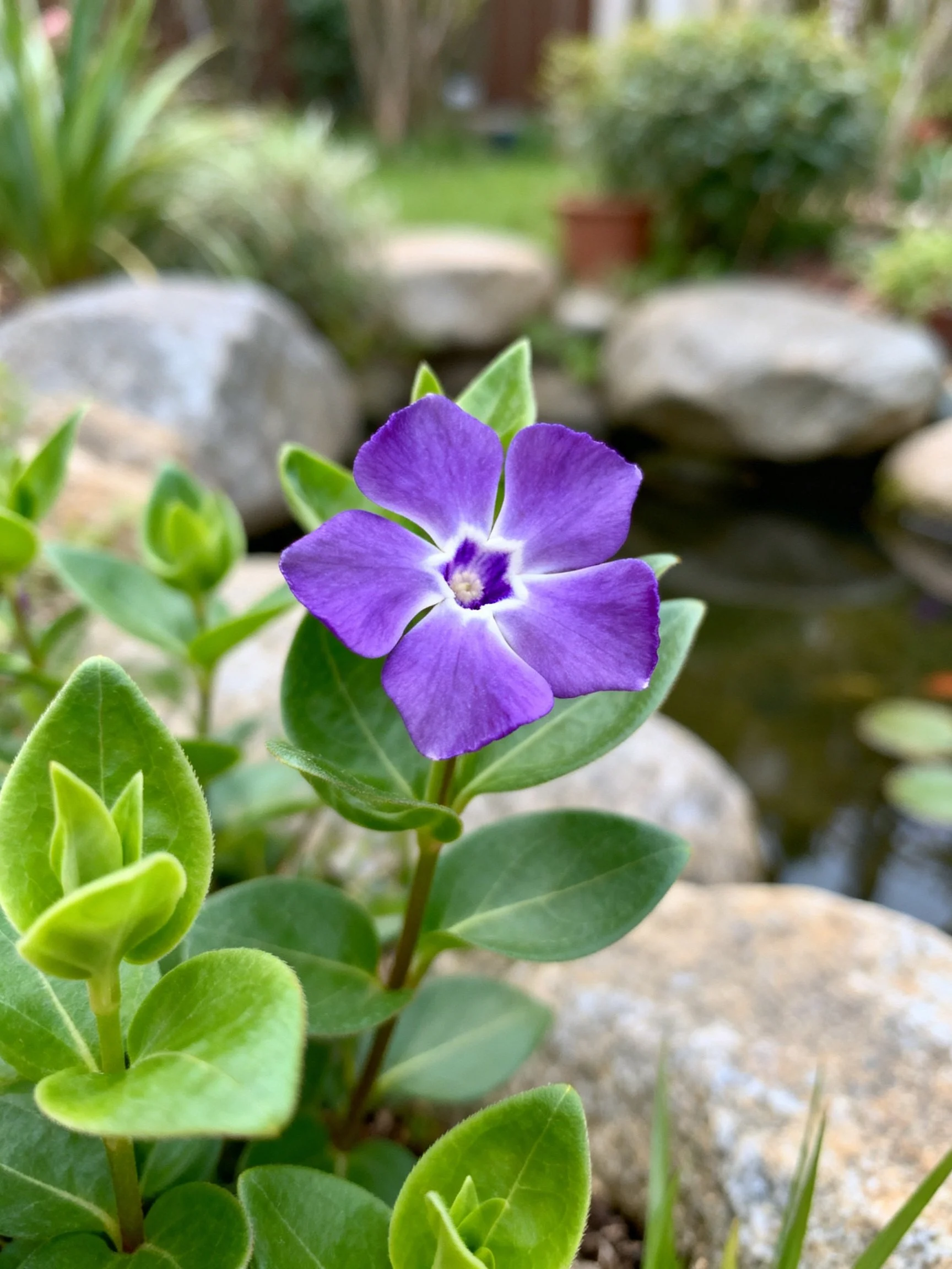 A vibrant purple flower blooms amid greenery and large stones