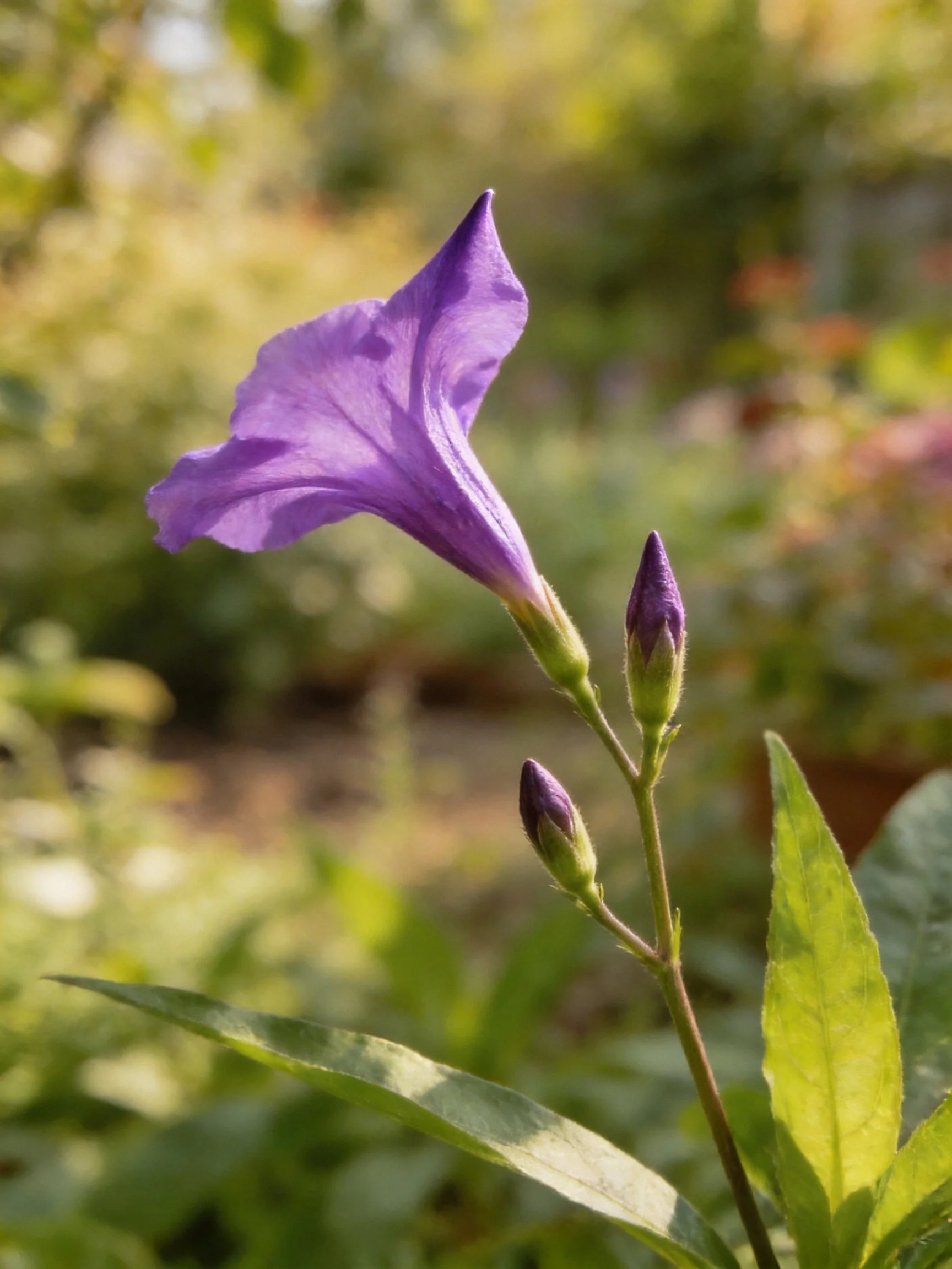 A vibrant purple flower blooms near two unopened buds